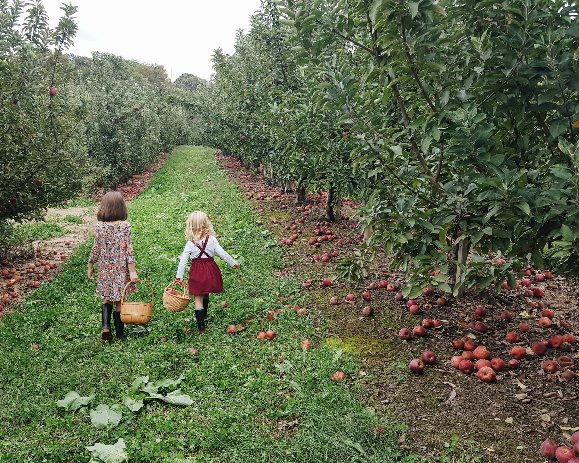 Children Apple Picking Orchard Wallpaper
