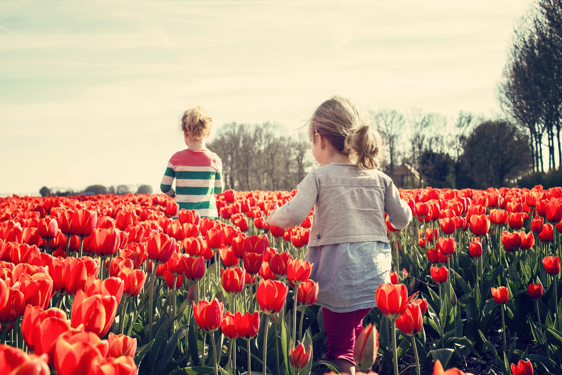 Two Children Walking Through A Field Of Red Tulips