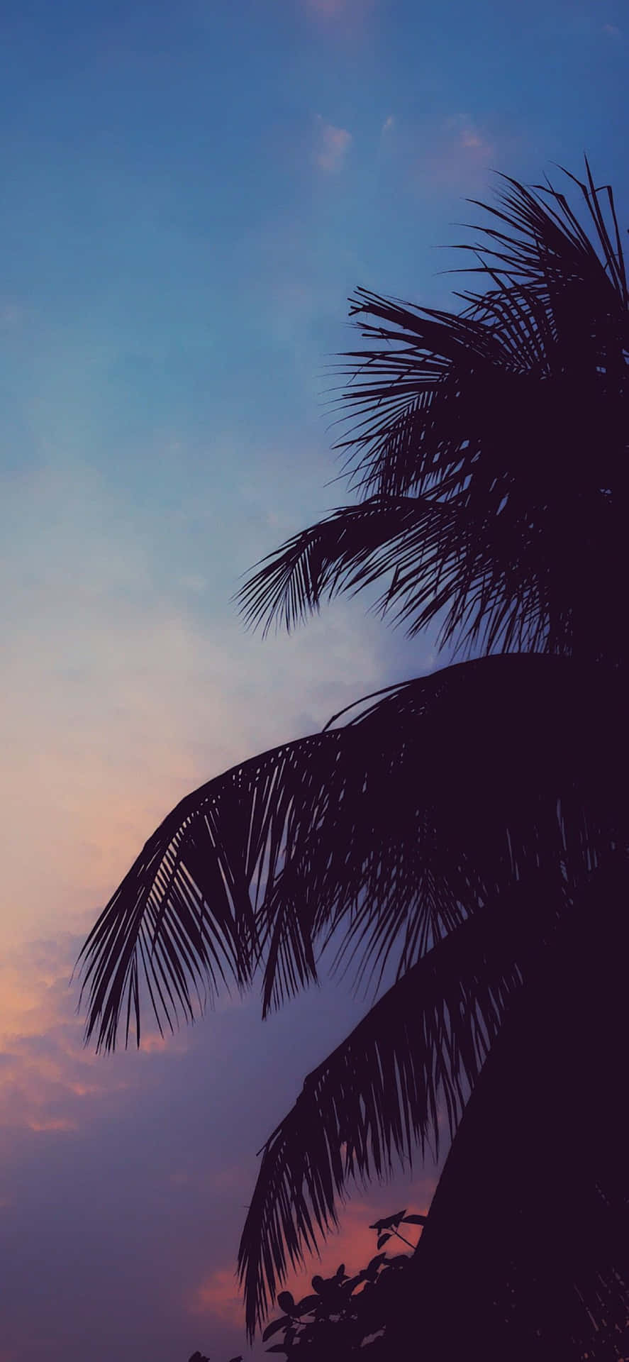 Chill Aesthetic Silhouetted Palm Tree Wallpaper