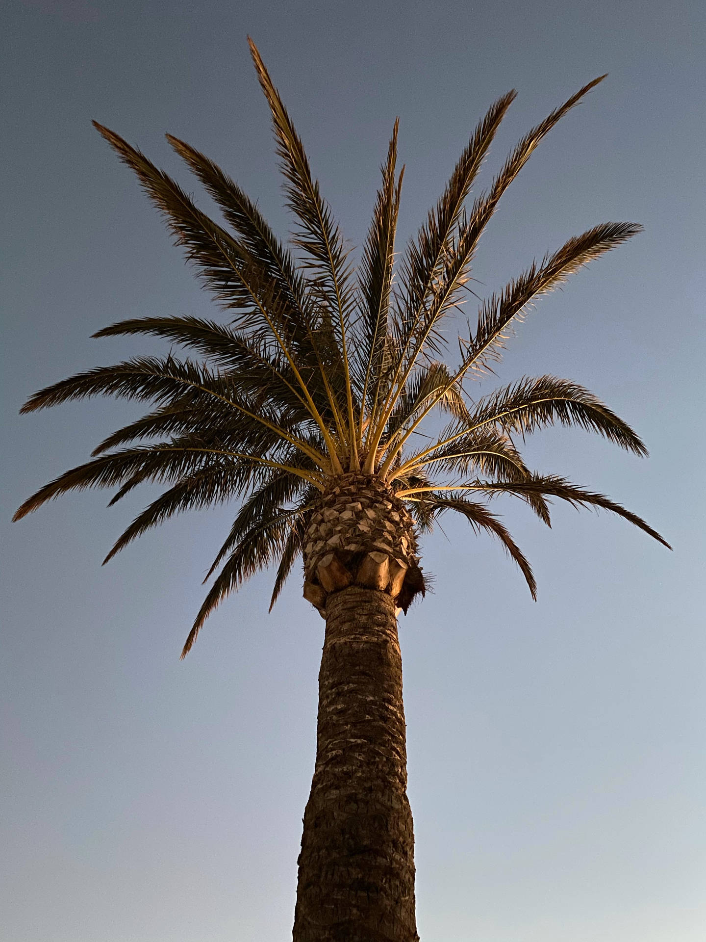 Chill Iphone Green Palm Tree Wallpaper