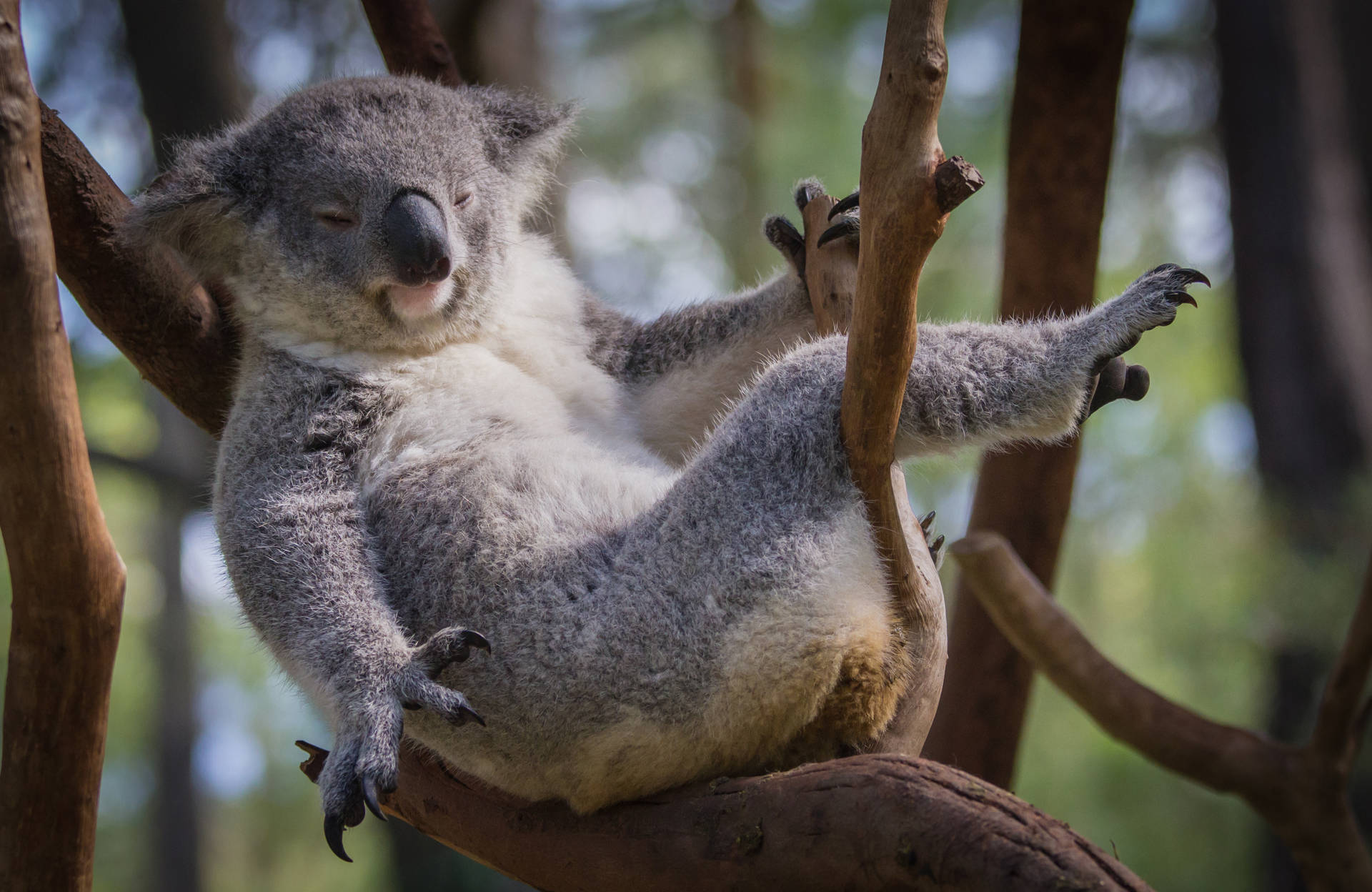 Chilling Koala Bear Wallpaper
