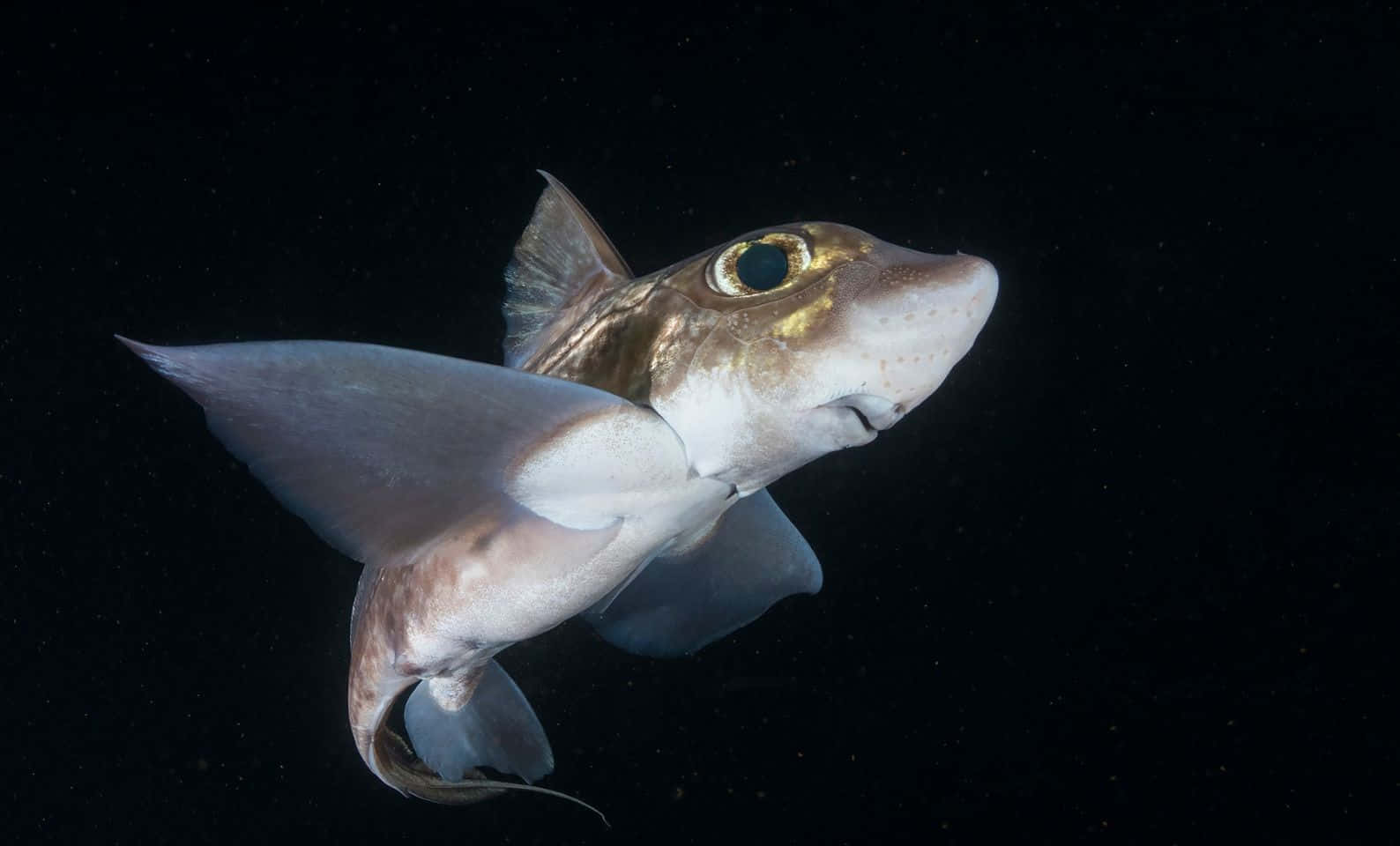 Chimaera Fish In Deep Sea Wallpaper