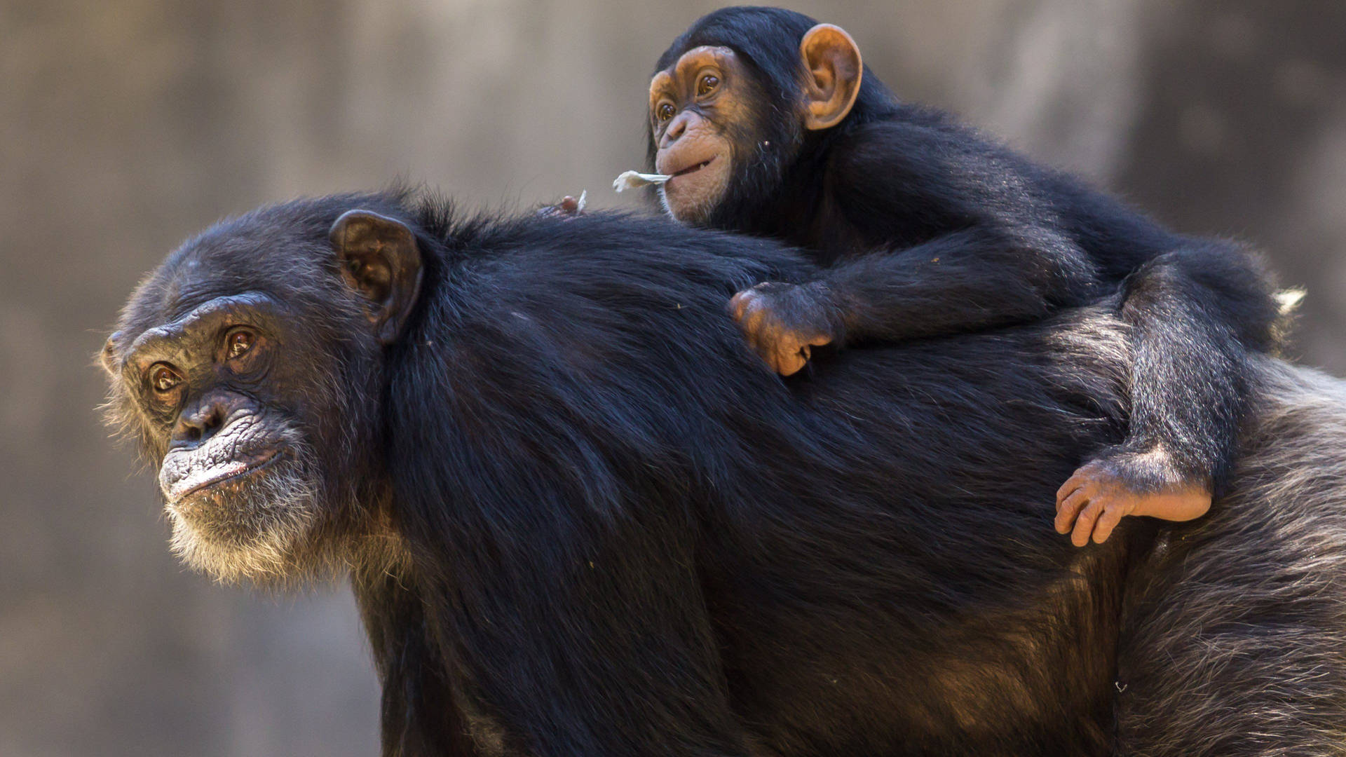 Chimpanzee And Her Infant Wallpaper