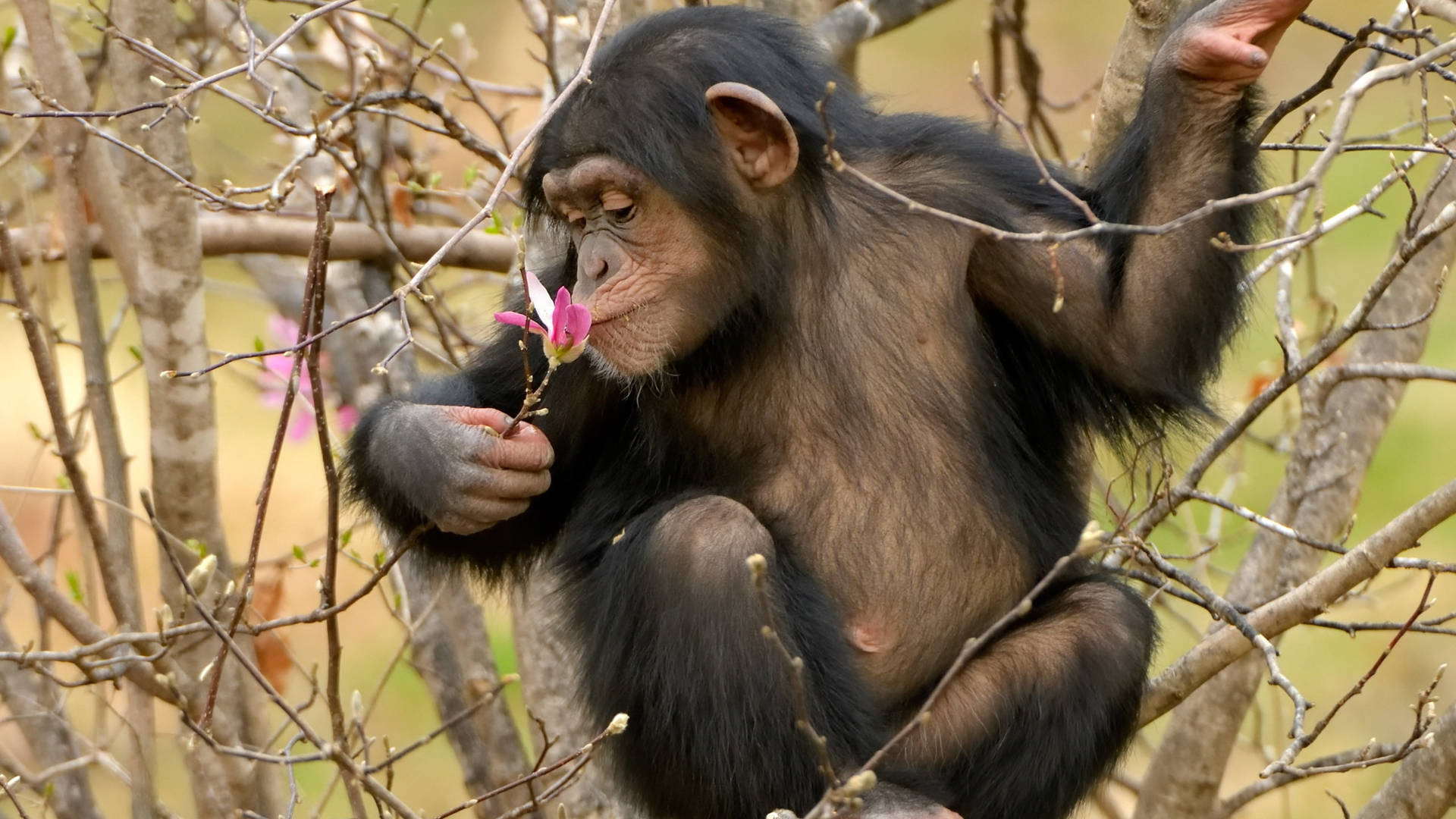 Chimpanzee At Tree With Magnolia Wallpaper