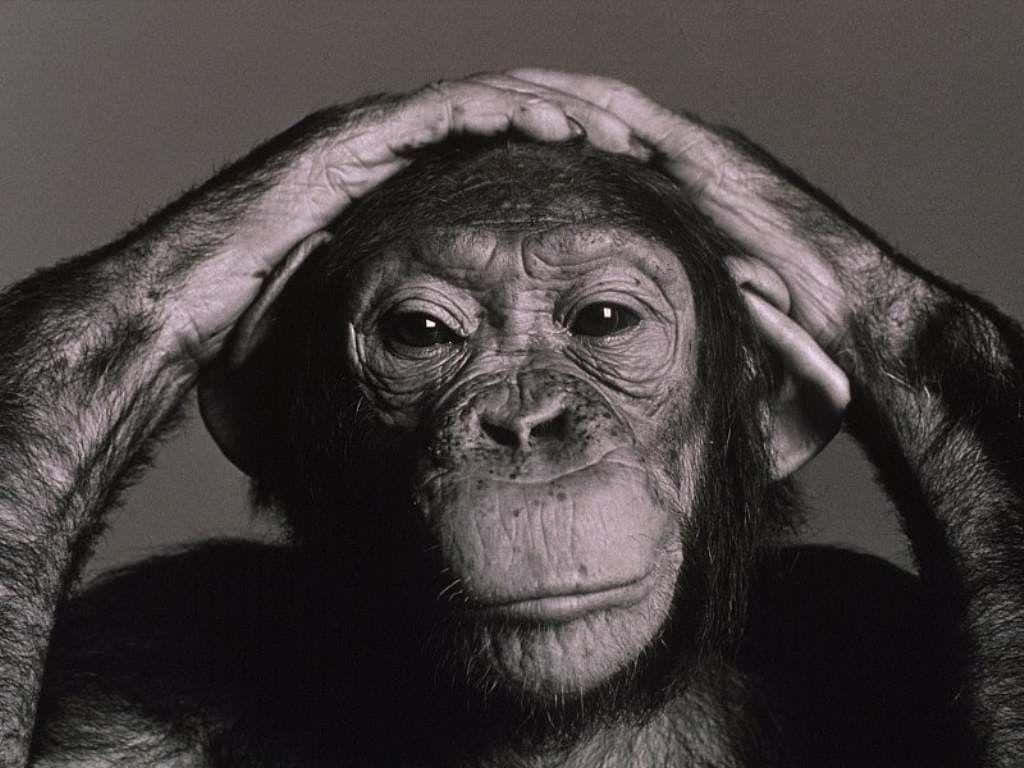 AClose-up of a Chimpanzee