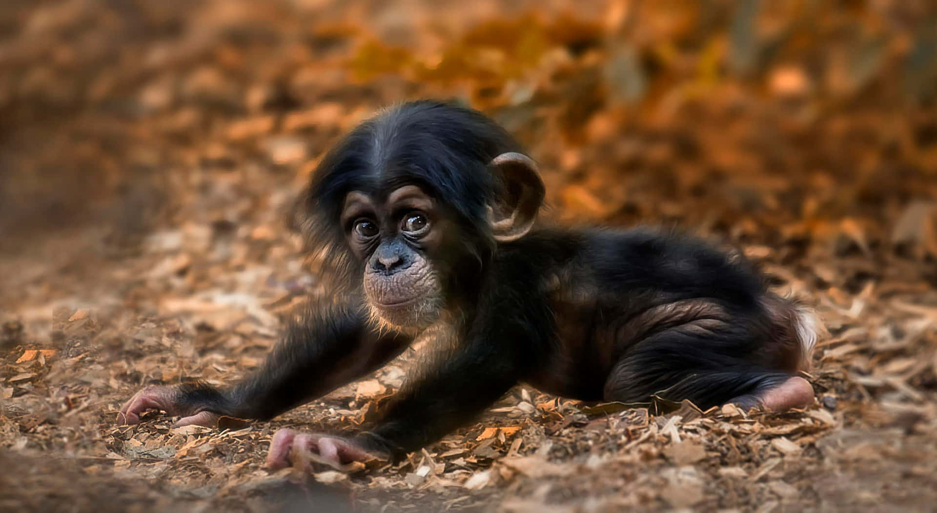 Unprimo Piano Di Uno Scimpanzé Nel Suo Habitat Naturale