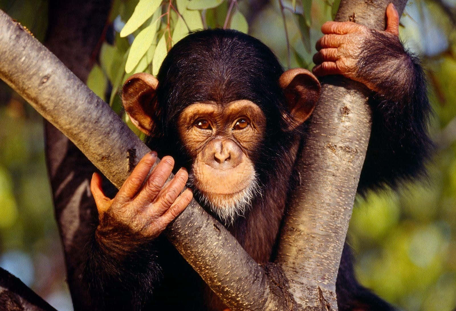 Ensød Ung Chimpanse Slapper Af I Græsset.