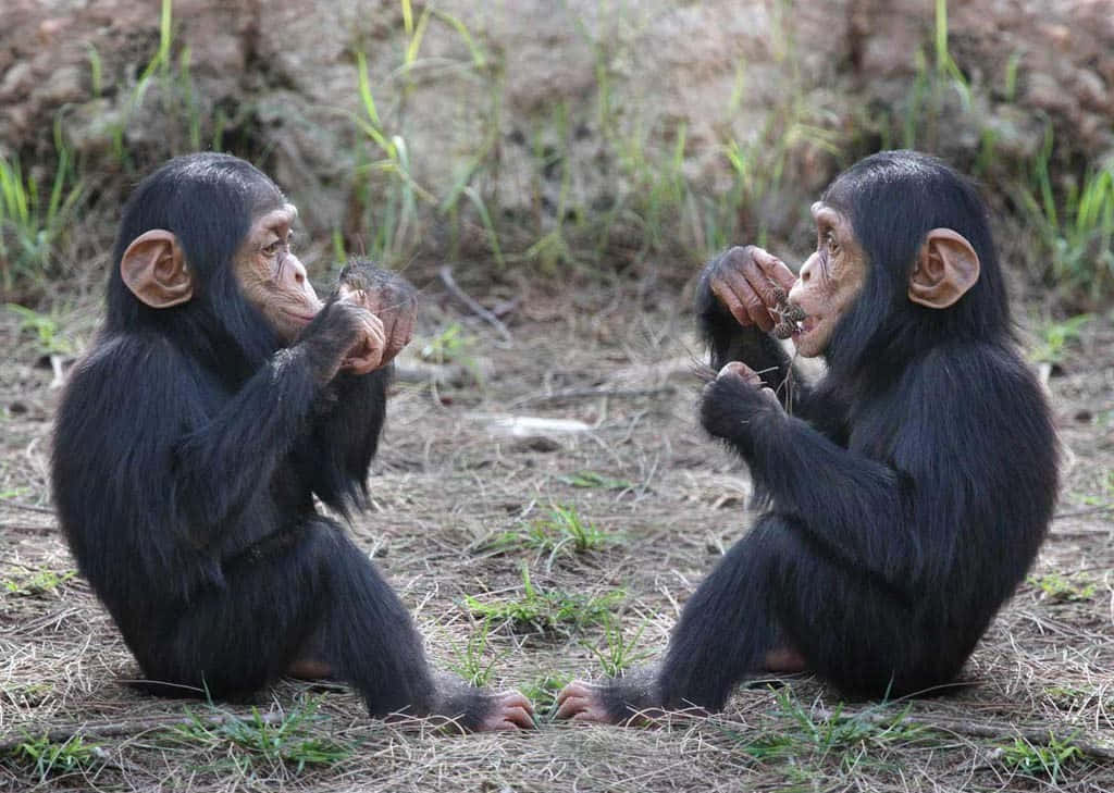 Scimpanzéintelligente E Socievole