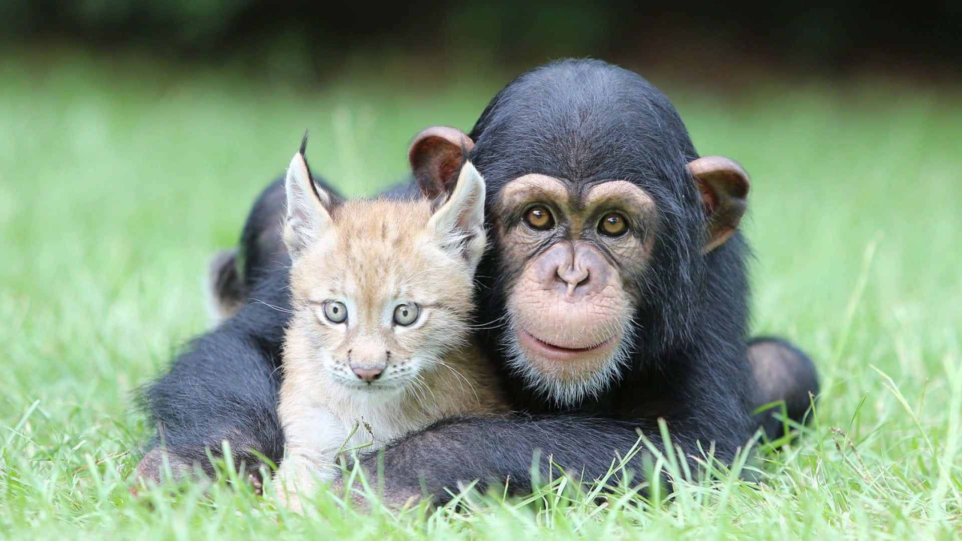 Umchimpanzé Adulto Olha Fixamente Para A Distância.