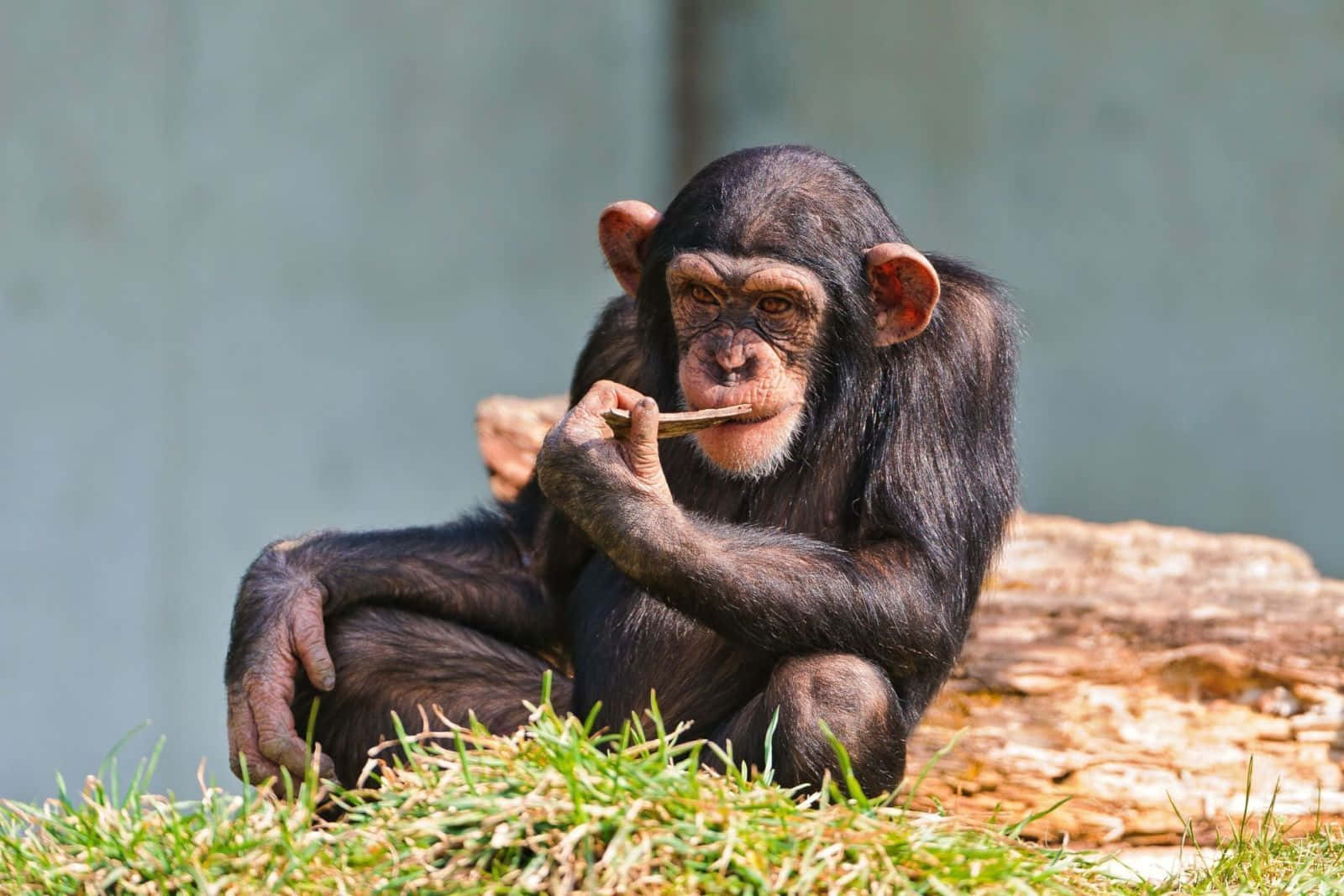 A playful chimpanzee enjoying the day