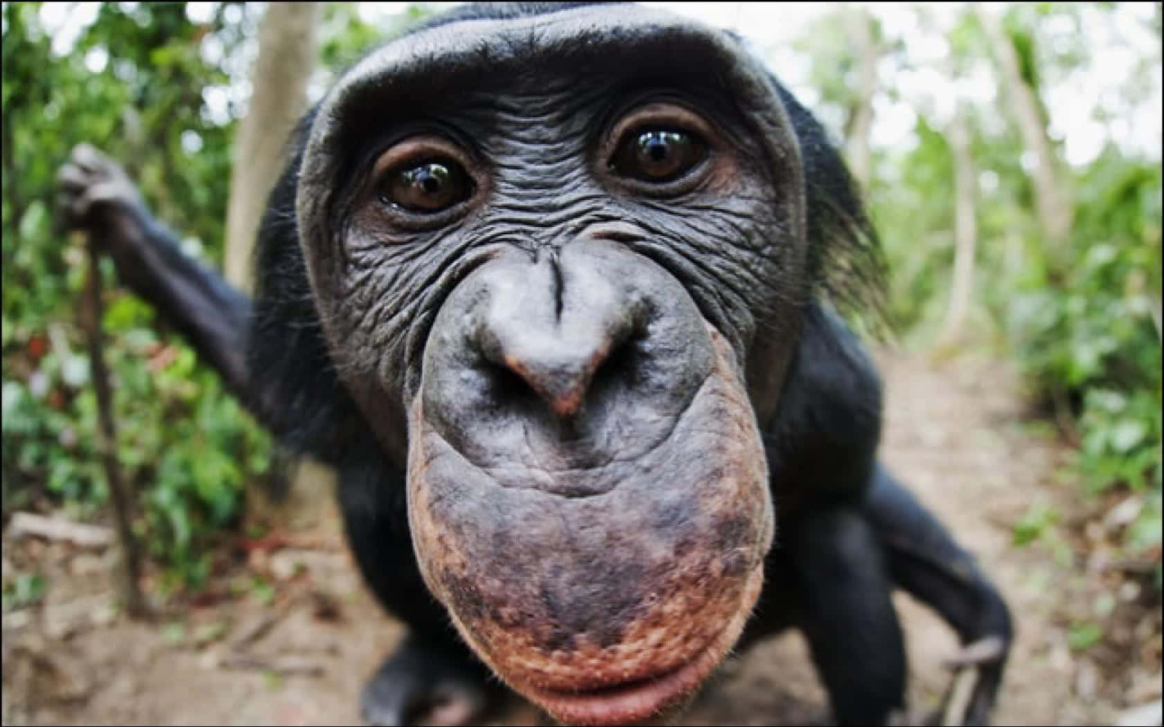 Unfeliz Chimpancé Disfrutando De La Naturaleza