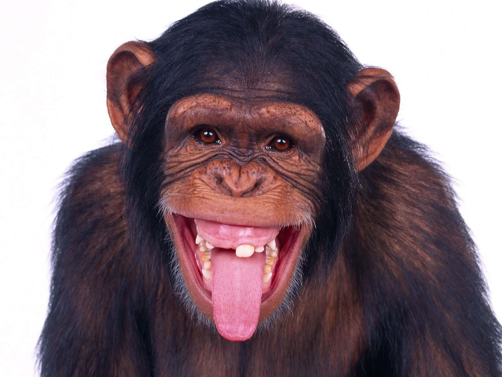 Einnahaufnahme Eines Fröhlichen Schimpansen