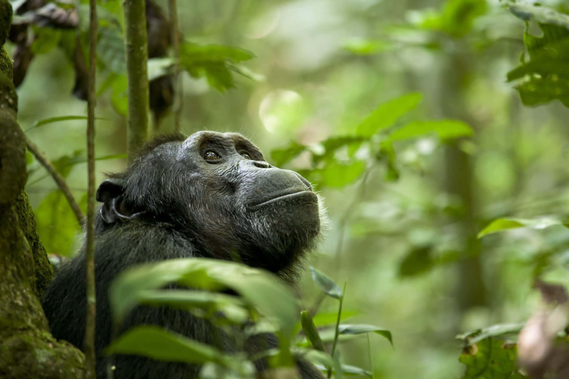 A curious looking chimpanzee, closely watching its surroundings.