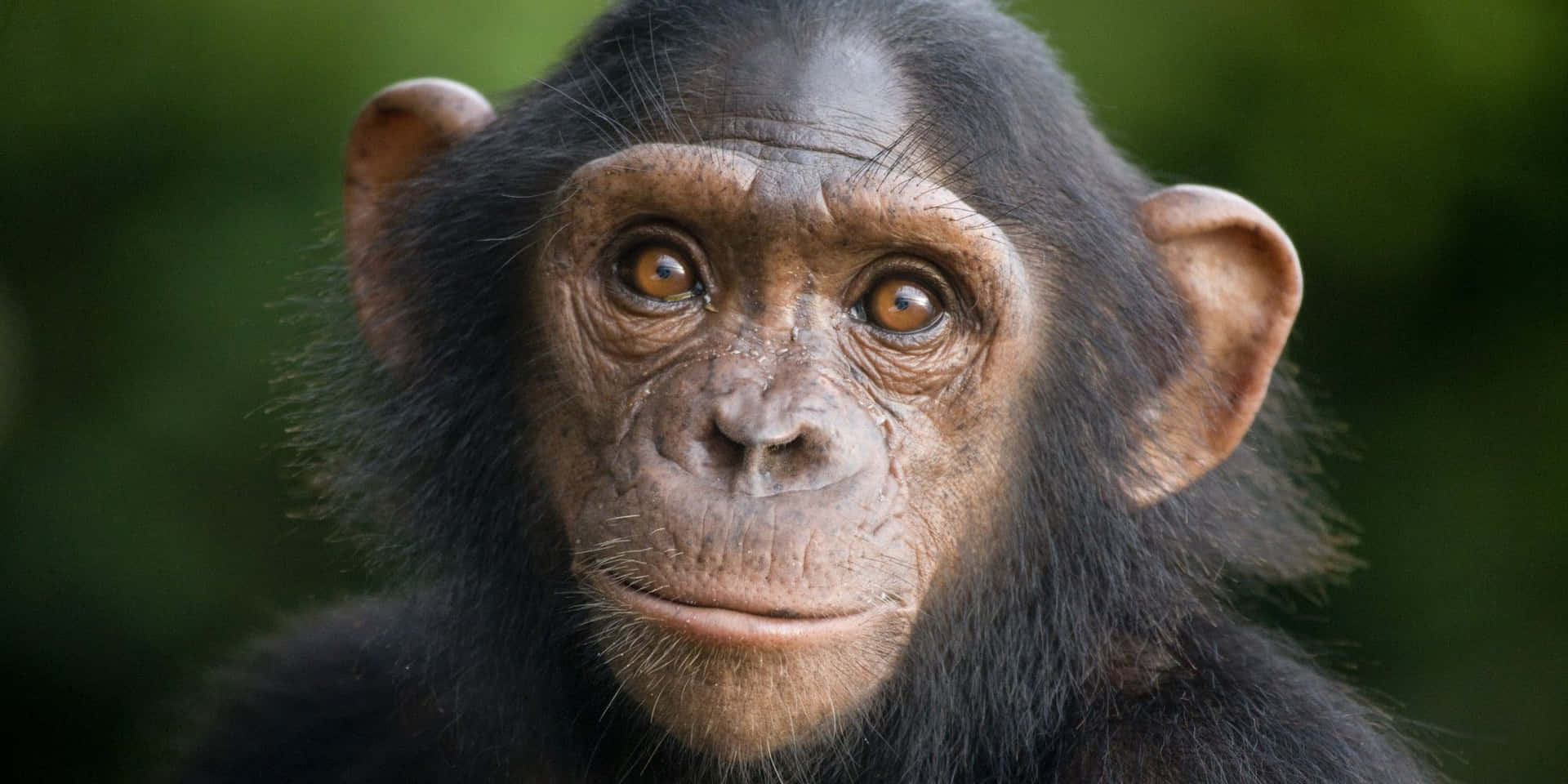 Einbezaubernder Schimpanse Genießt Die Sonne