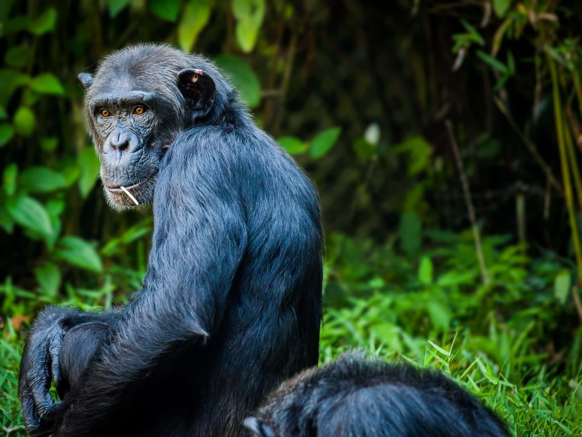 Ettæt Billede Af En Chimpanses Ansigt Som Computer Eller Mobilbaggrund.