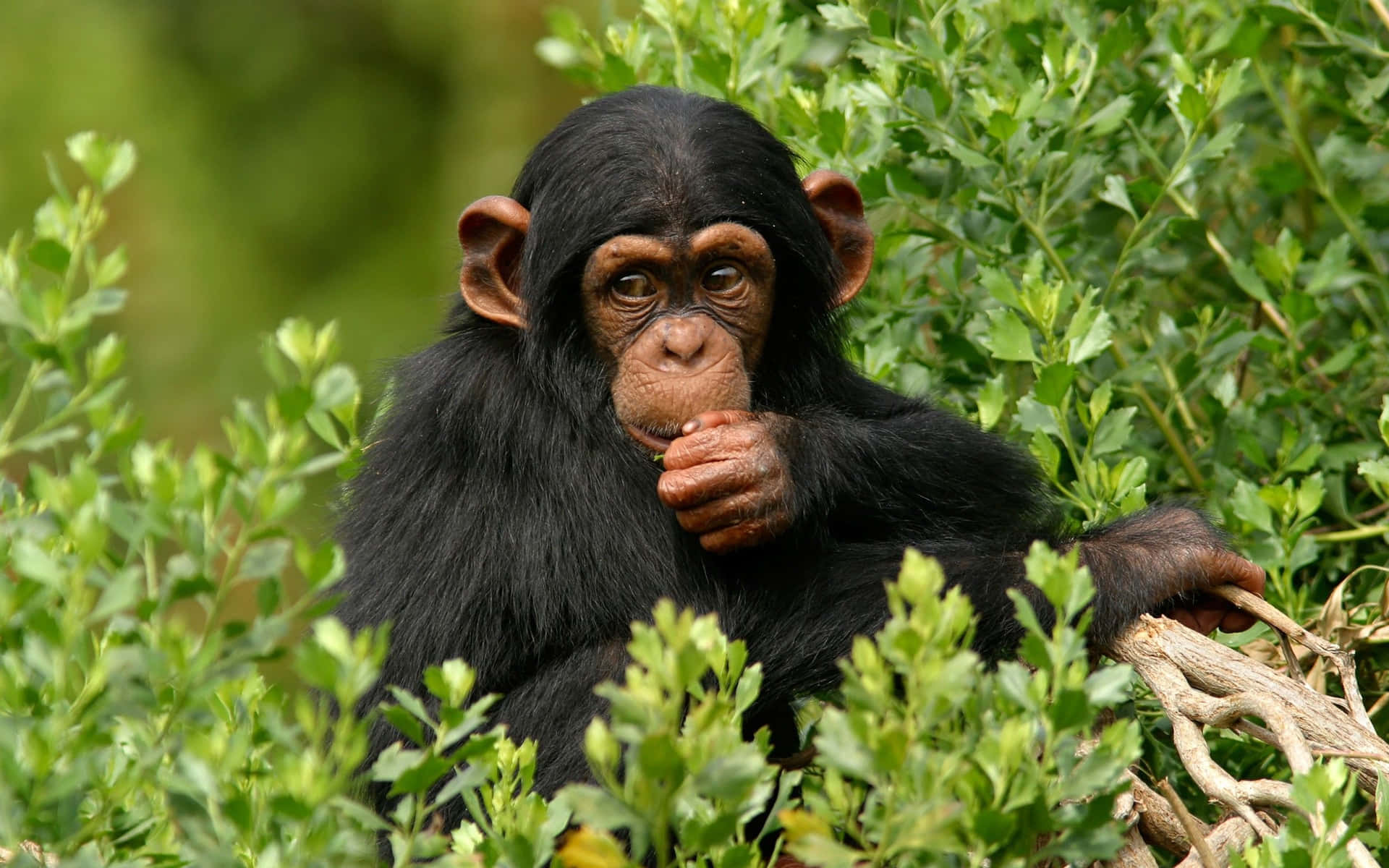 A Close-Up of a Chimpanzee
