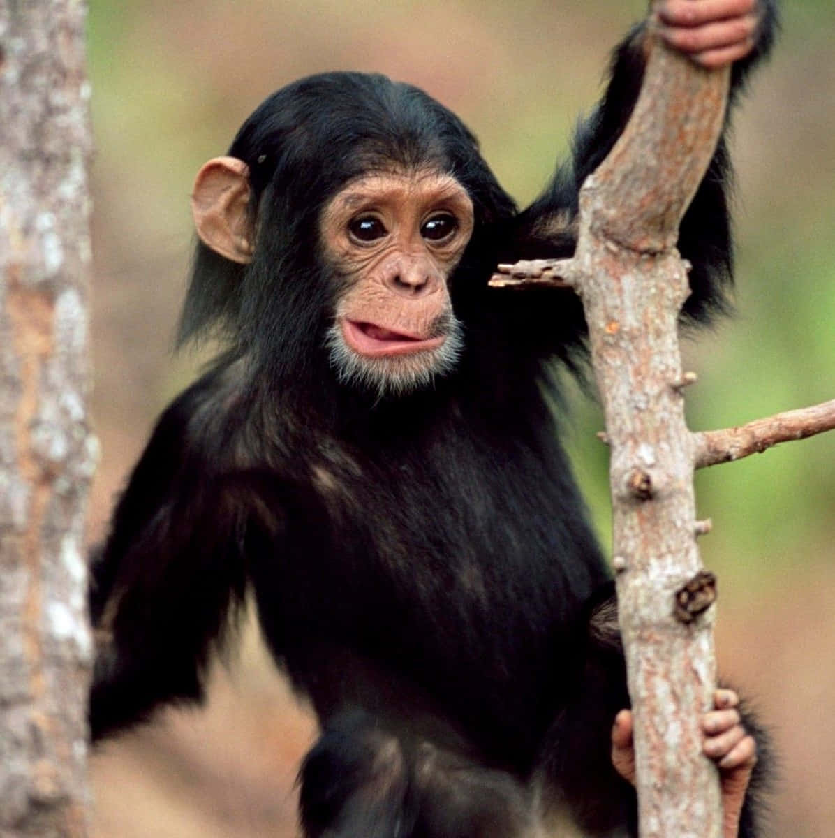 A curious chimpanzee in its natural habitat.