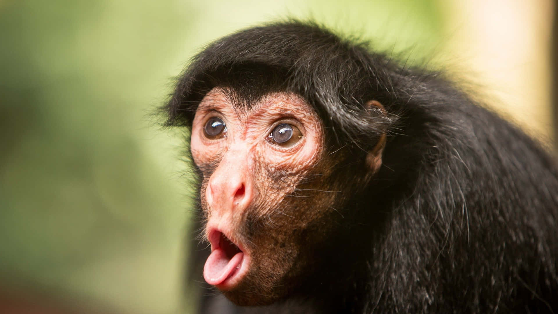 A Black Monkey With Its Tongue Out