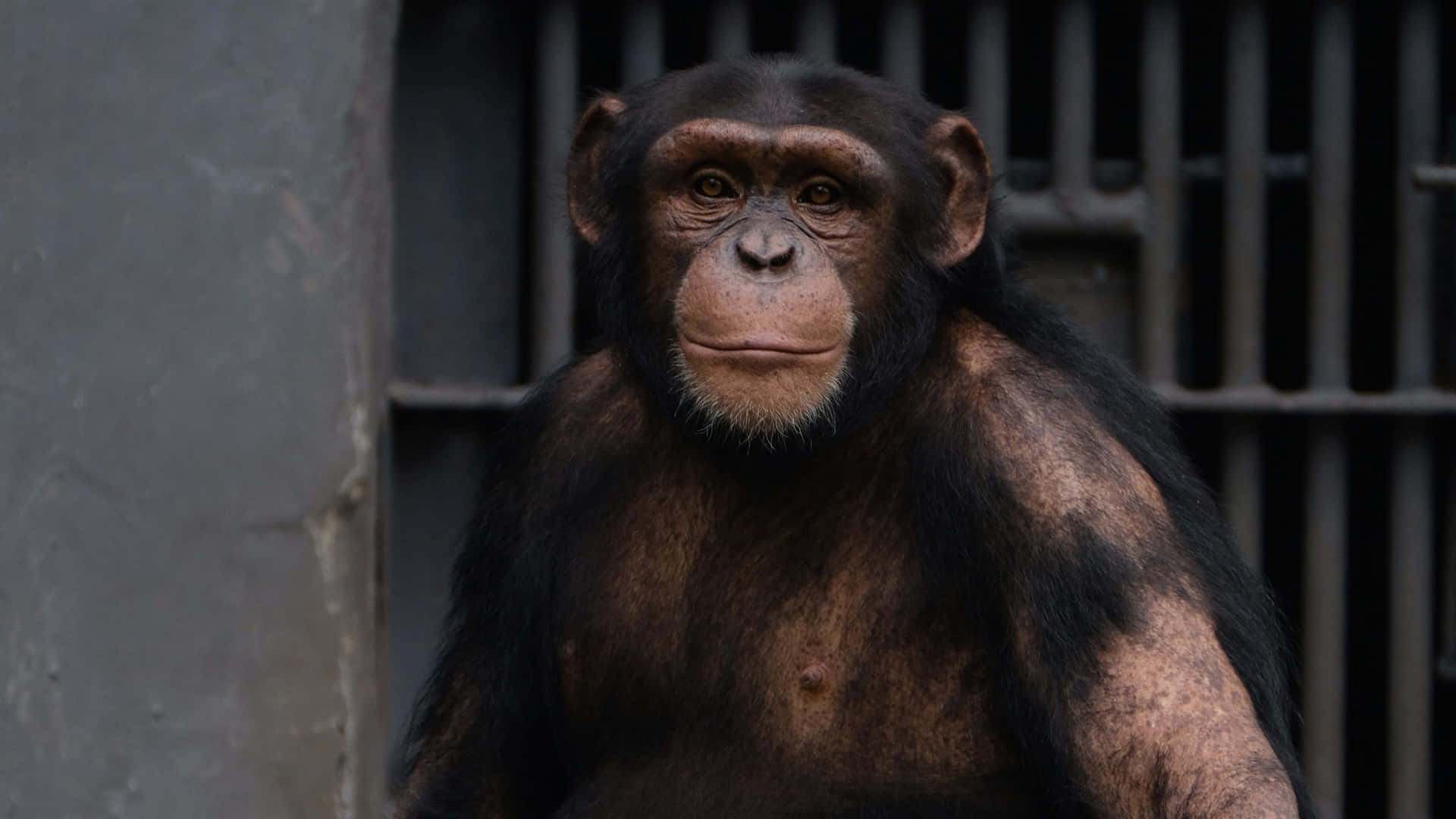 Adorabilegiovane Scimpanzé Che Si Dondola Da Un Ramo Nella Foresta Pluviale