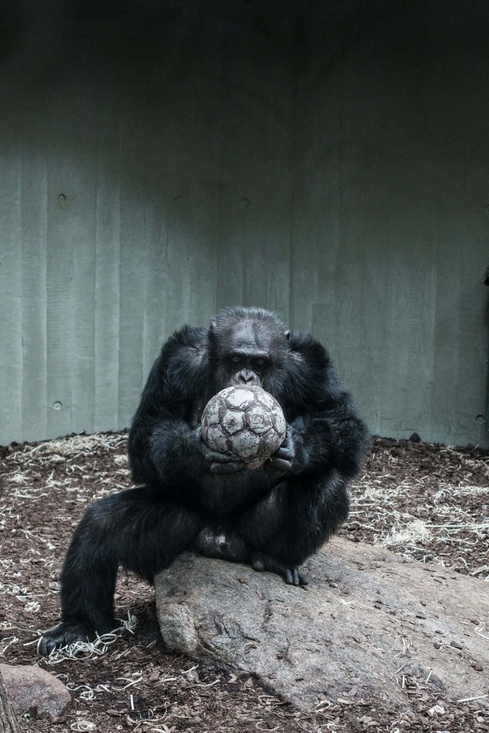 Nysgerrigchimpanse