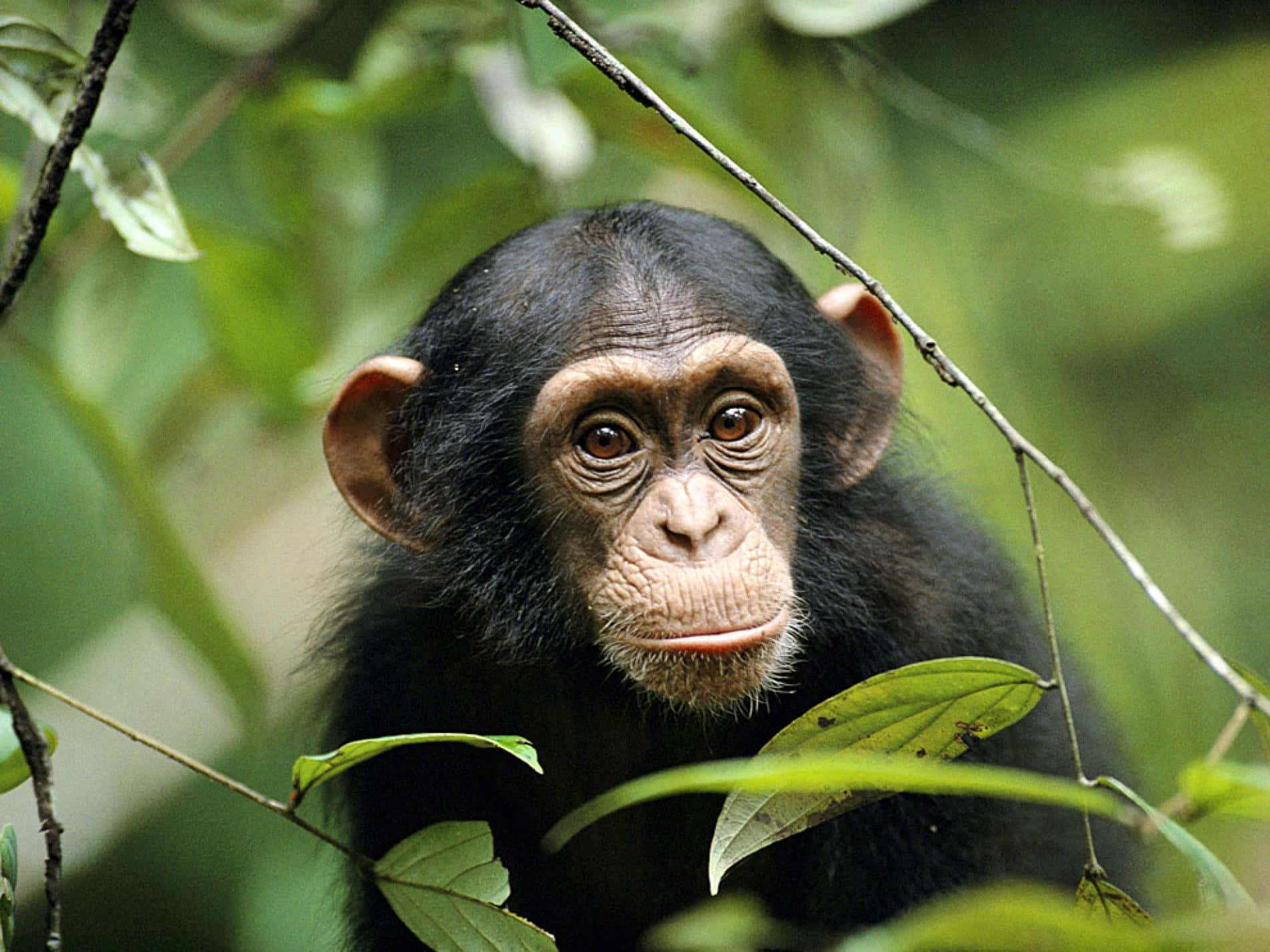 Enchimpanse Poserer Til Et Legende Fotografi.