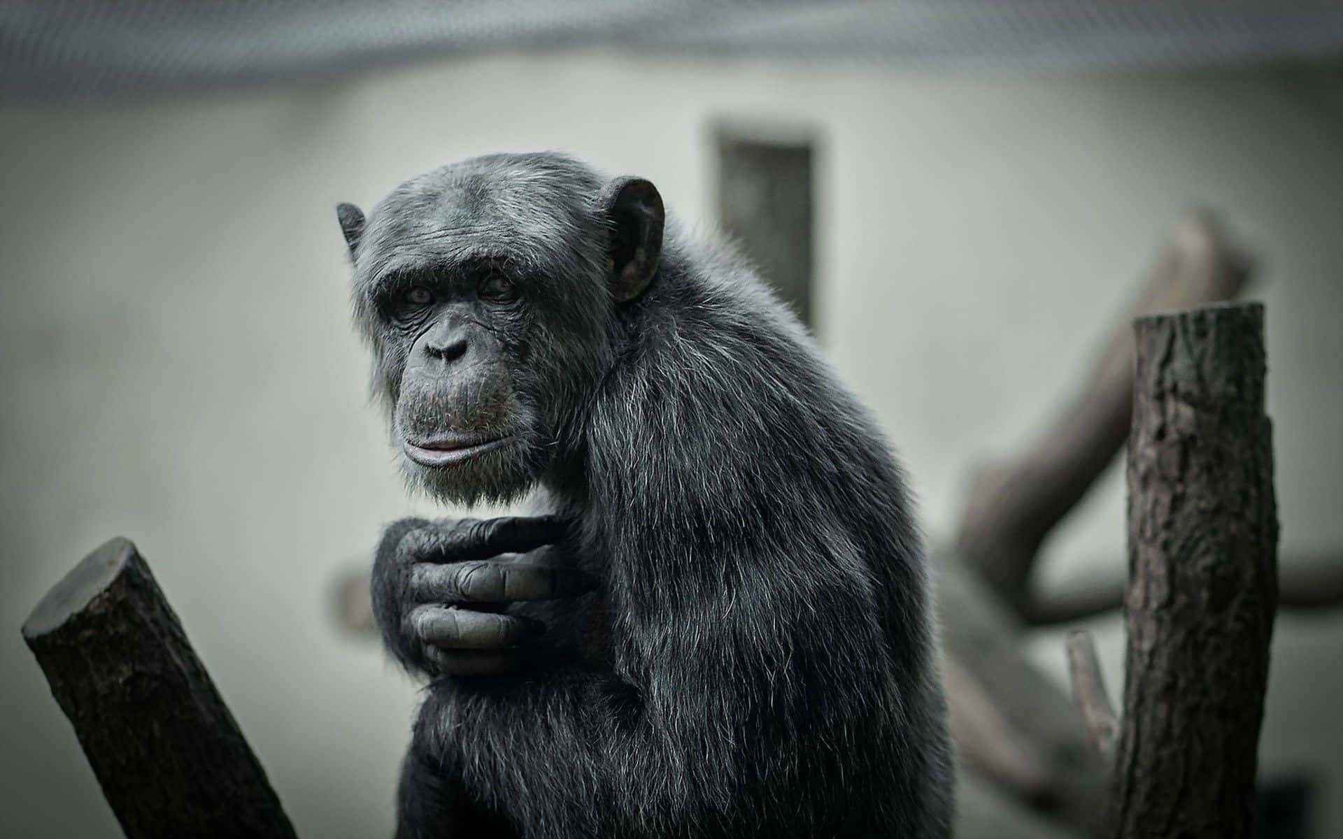 Einglücklicher Schimpanse Genießt Einen Moment In Der Natur.
