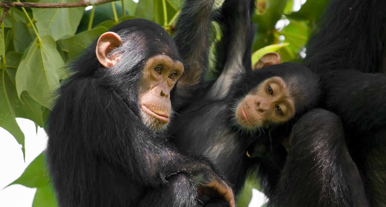 Chimpanzees In A Tree With Leaves