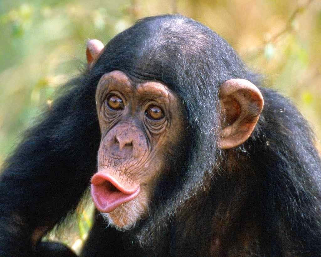 A Chimpanzee Sitting in a Tree