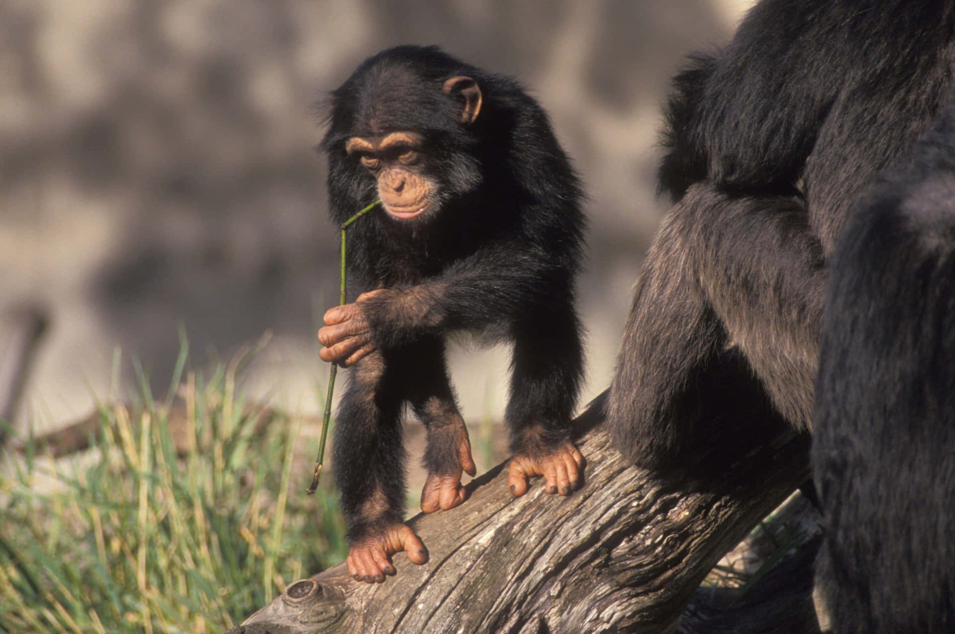 Umbelo Chimpanzé Aproveitando Um Dia Ao Sol.