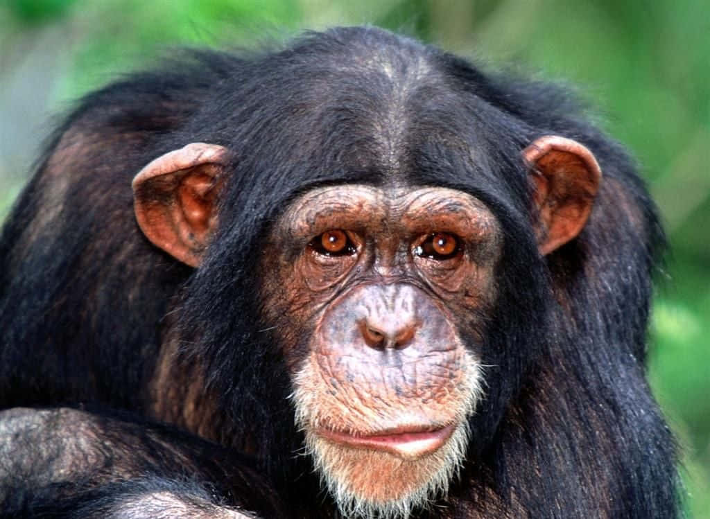 Einfröhlicher Schimpanse Betrachtet Die Sehenswürdigkeiten Der Malerischen Landschaft.