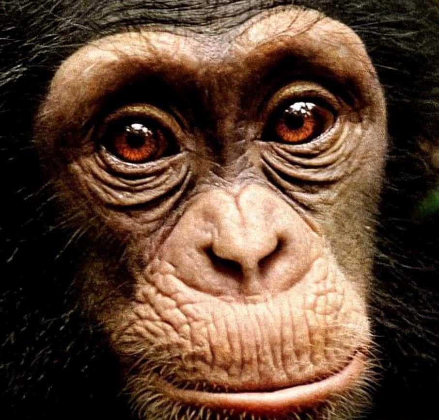 Süßerschimpanse In Der Natur