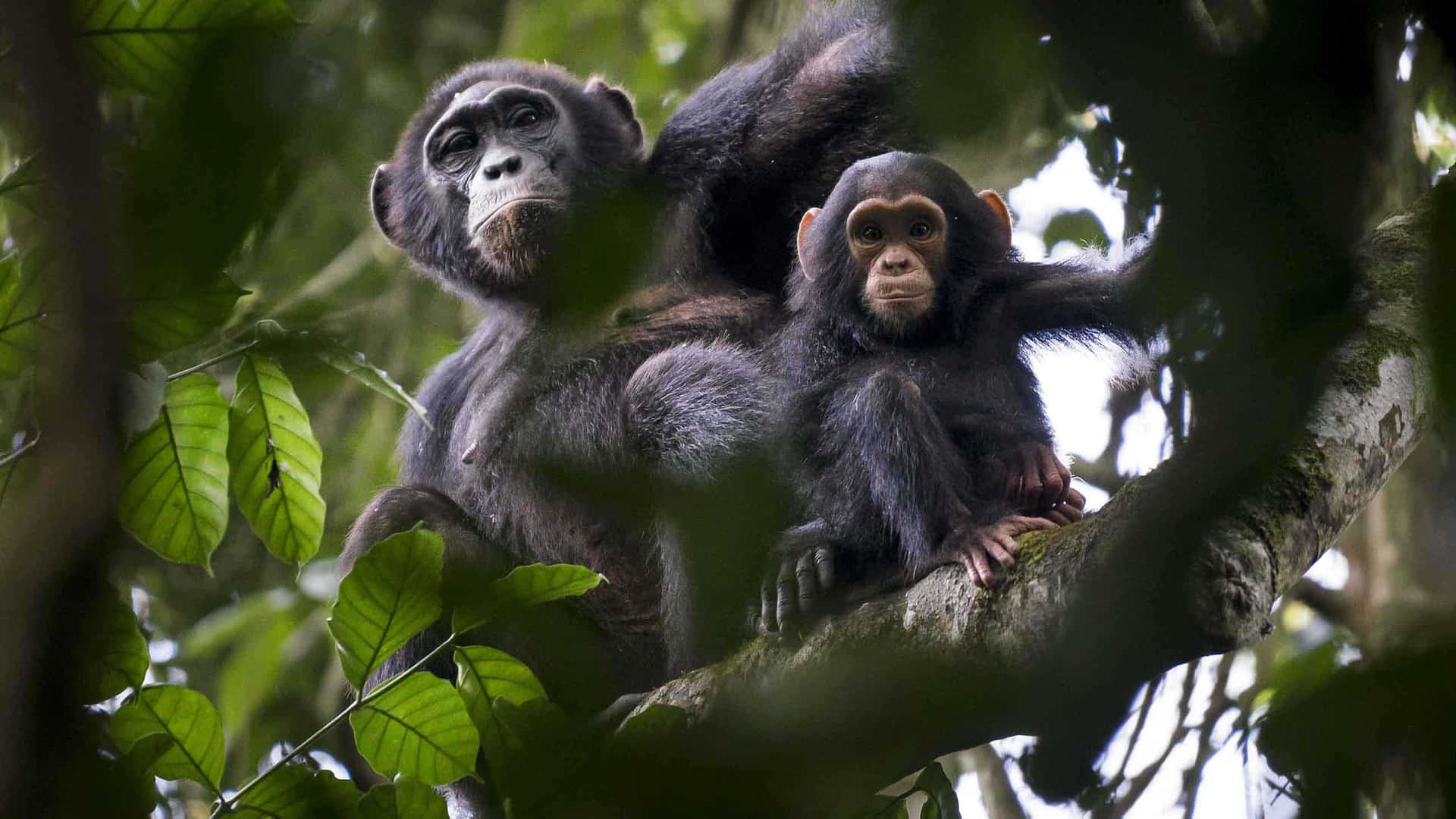 Niedlicherschimpanse Genießt Die Natur