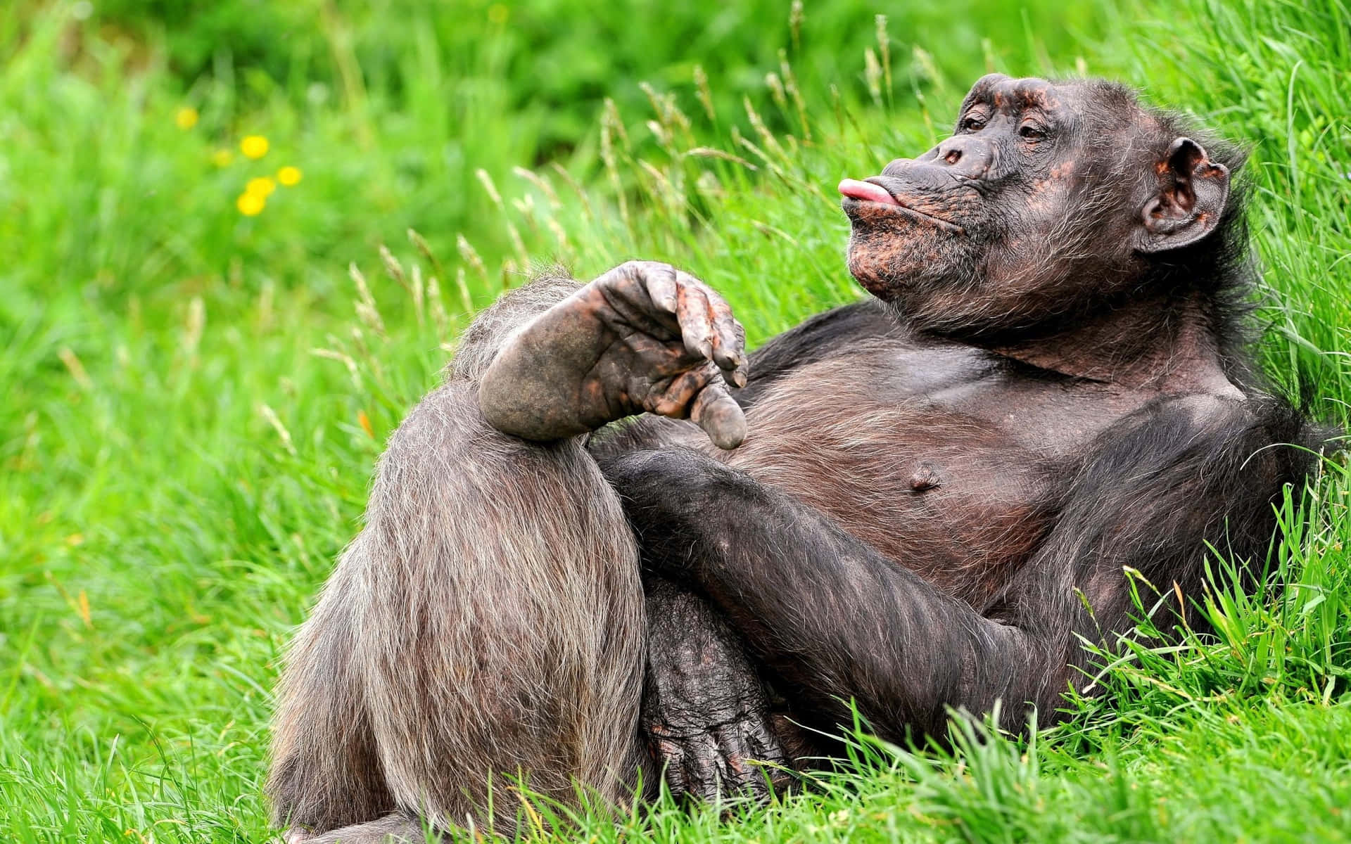 Einneugieriger Schimpanse Genießt Einen Sonnendurchfluteten Nachmittag.