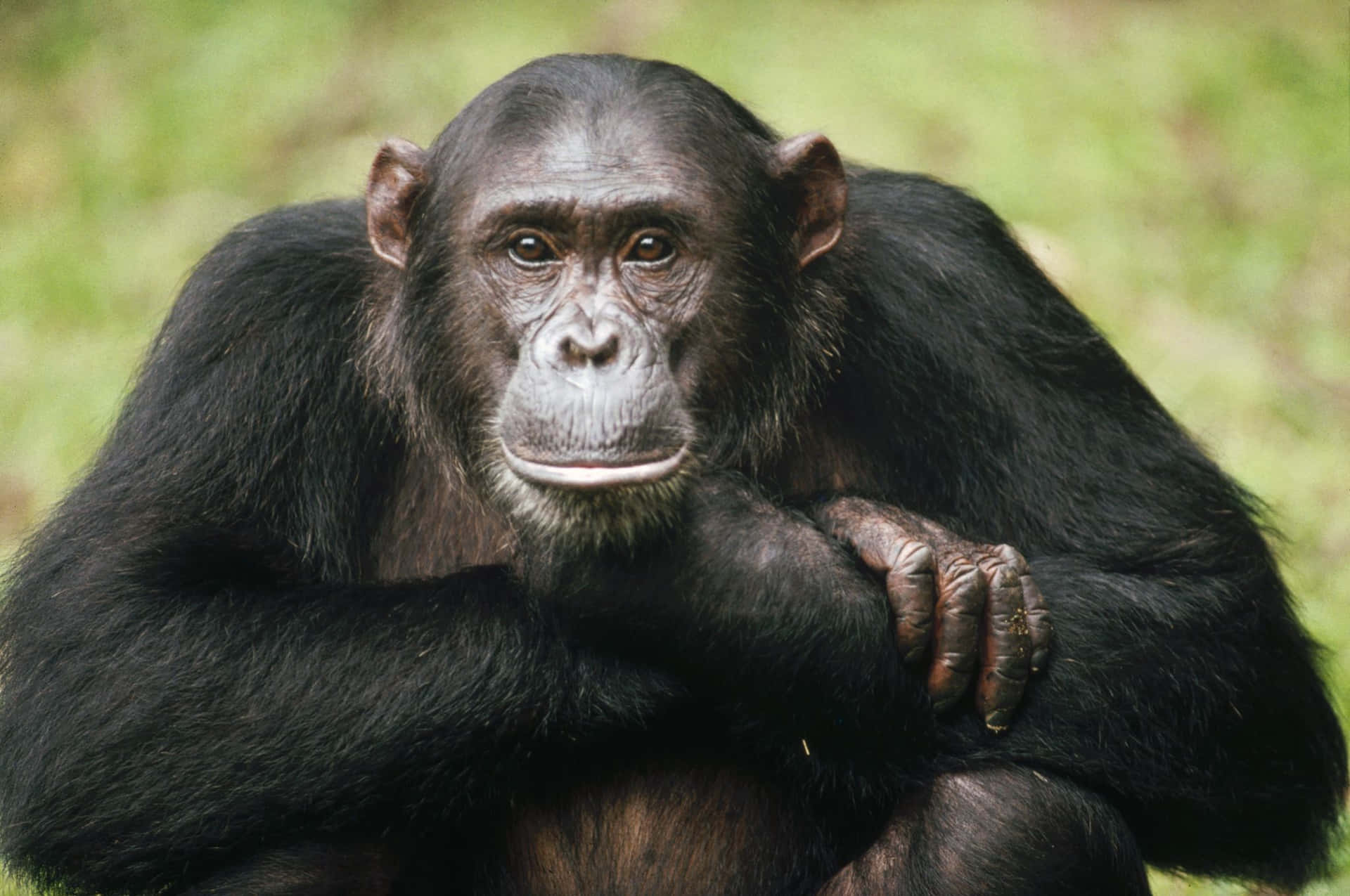 Image  A chimpanzee in its natural habitat