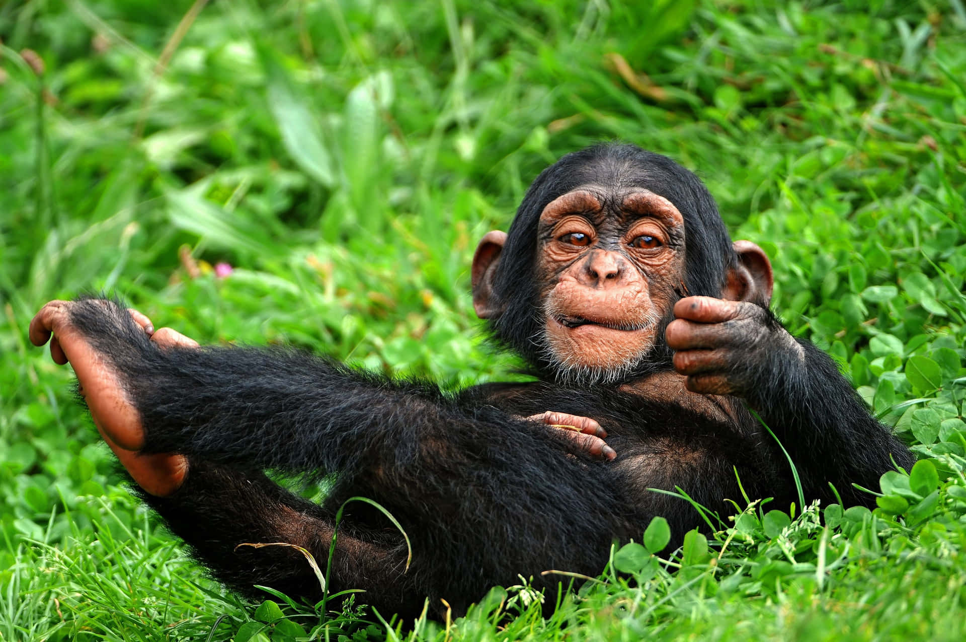 Einneugieriger Schimpanse Zwischen Den Blättern