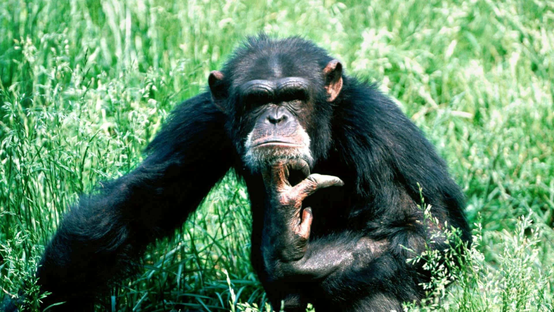 Chimpanzésse Divertindo Em Seu Habitat Natural.