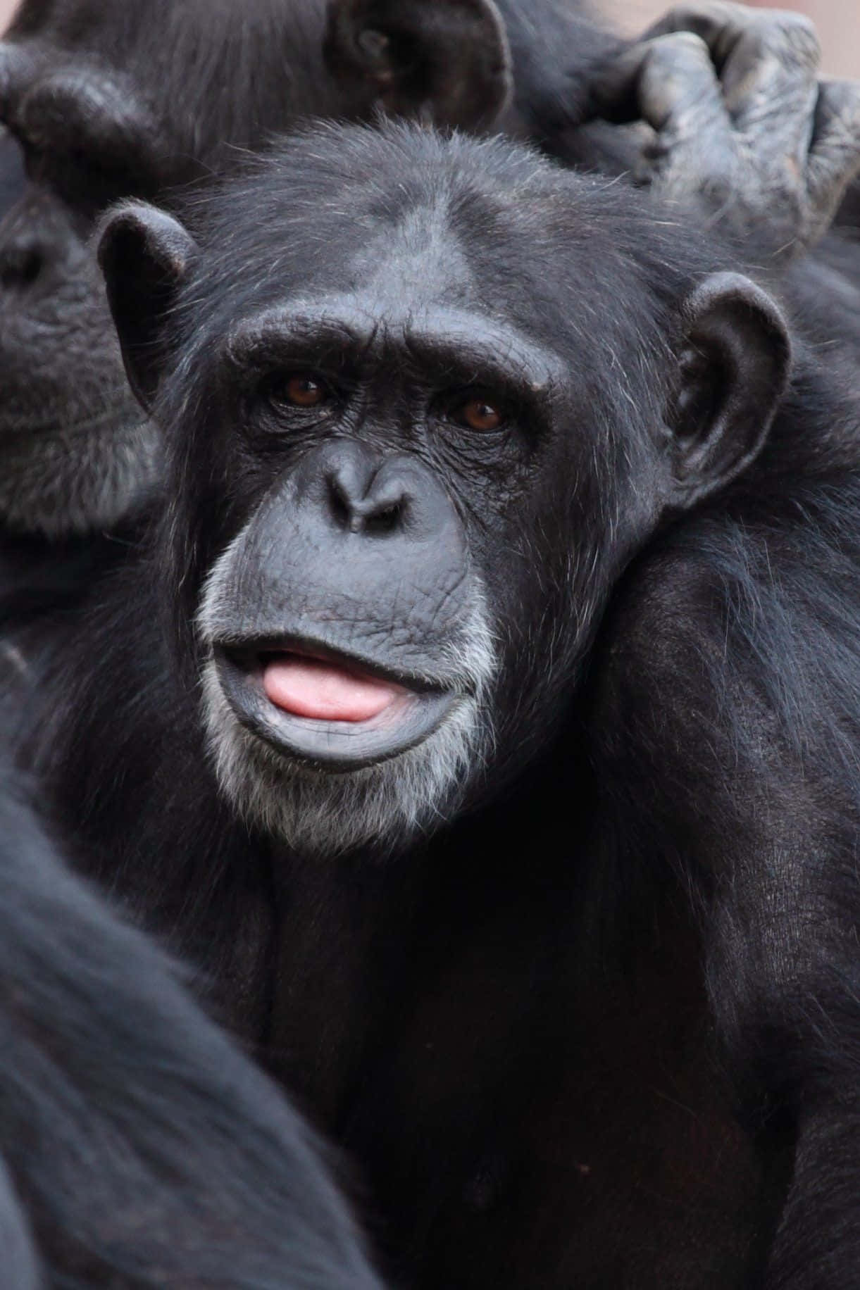 Umchimpanzé Relaxando Em Seu Habitat Natural.