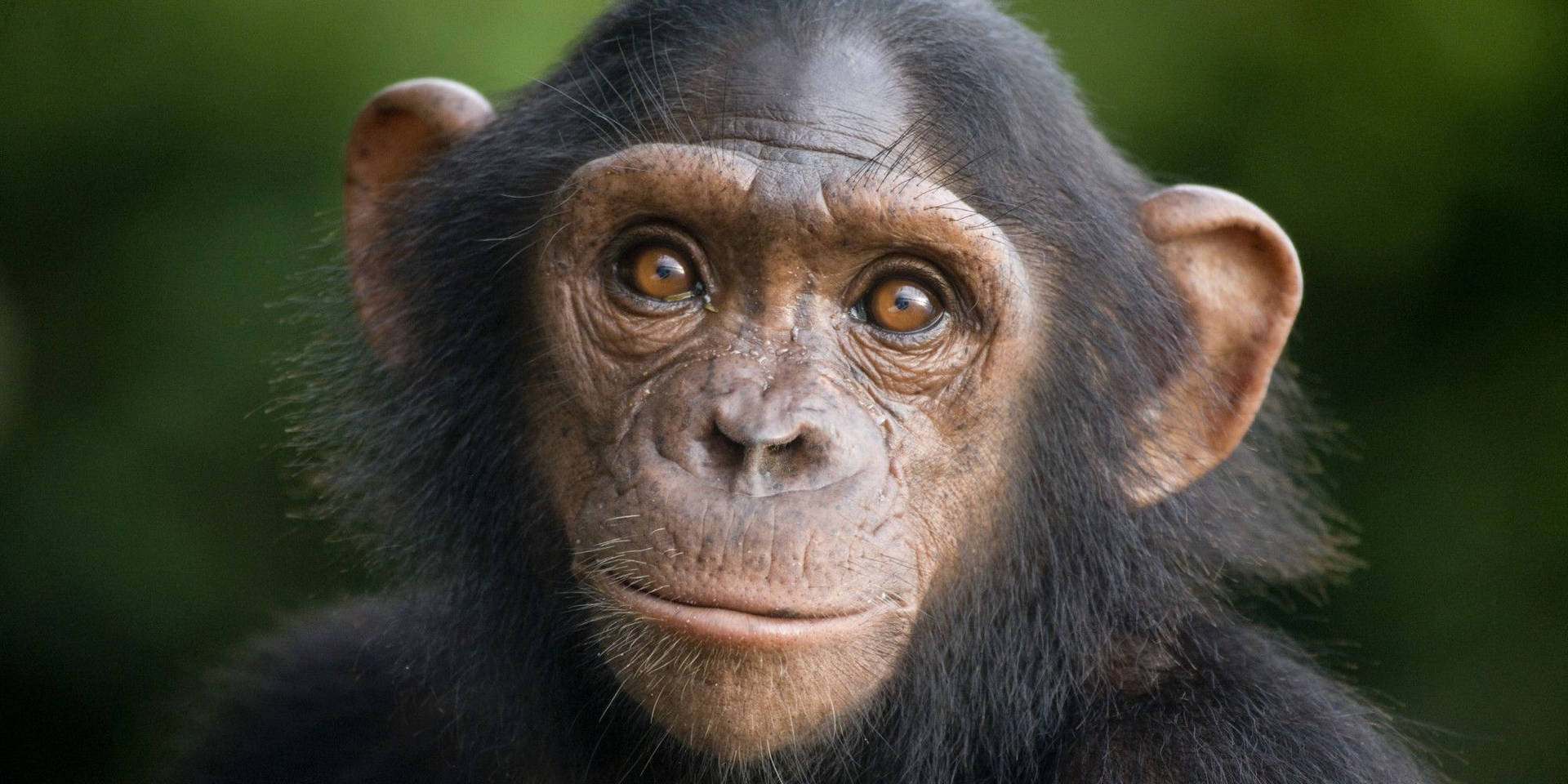 Chimpanzee Close-Up Shot Wallpaper