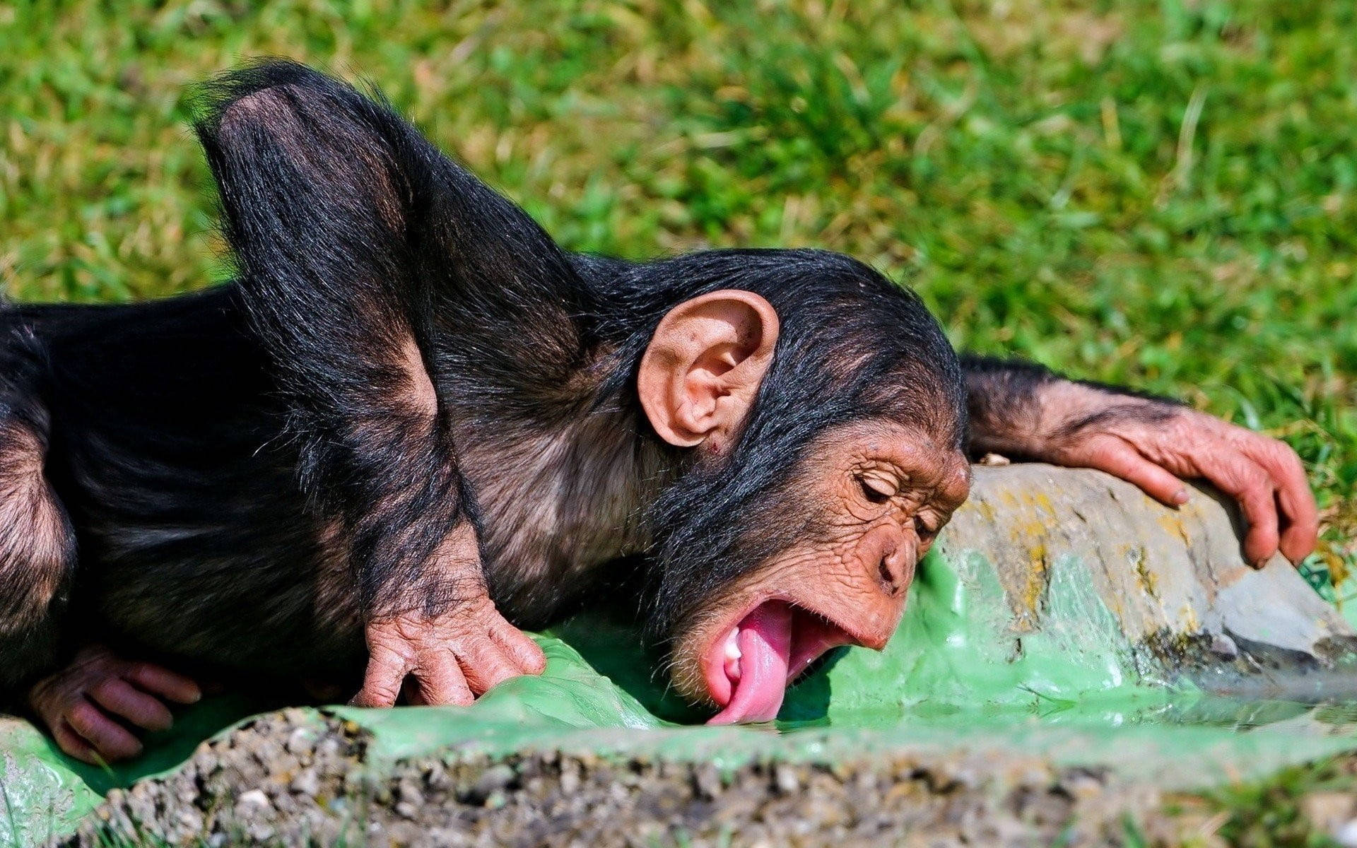 Schimpansendricker Vatten Från En Bassäng. Wallpaper