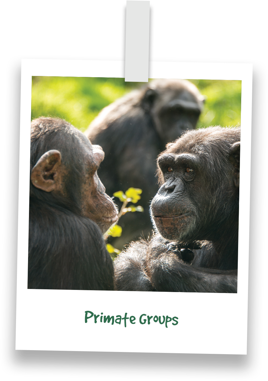 Chimpanzee Encounterin Greenery PNG