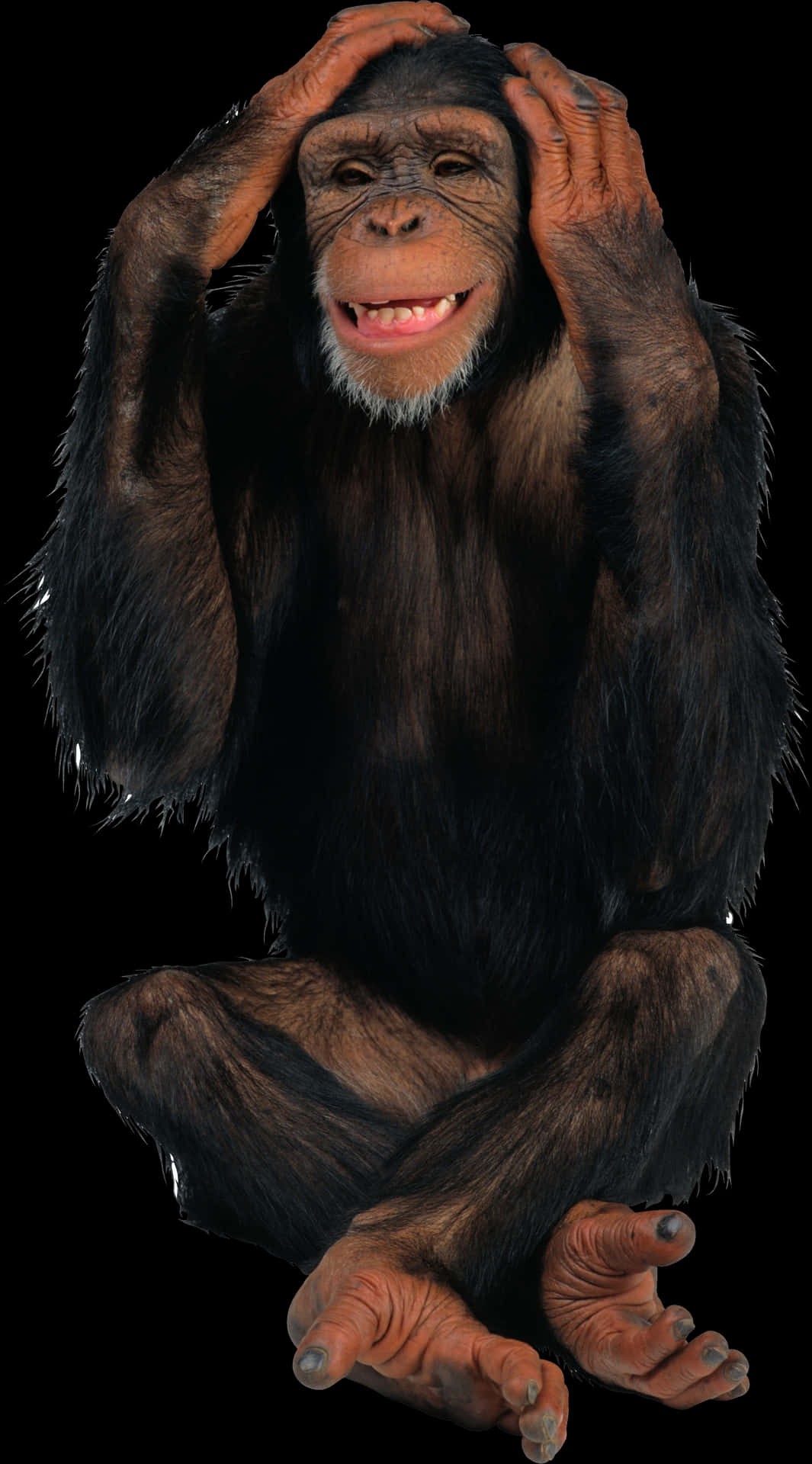 Chimpanzee_ Gesture_ Expression PNG