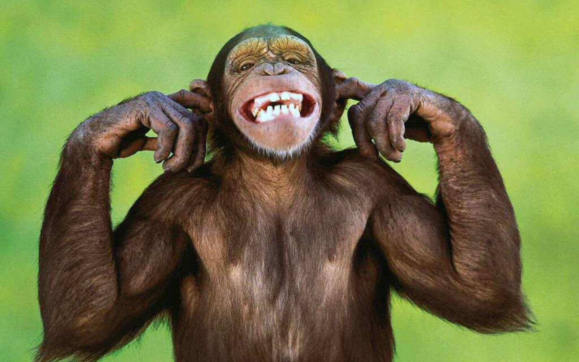 Chimpanzee Hear No Evil Gesture Wallpaper