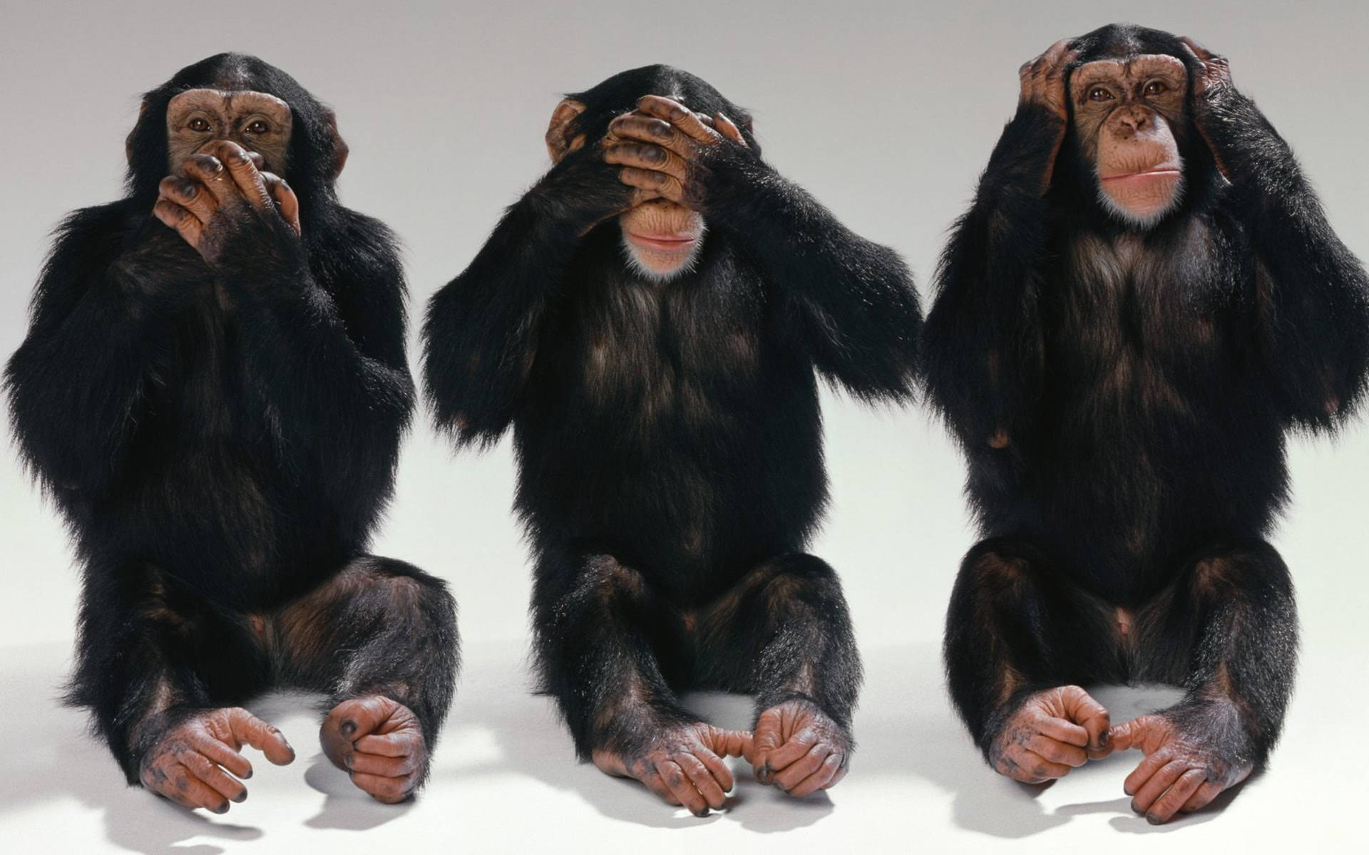 Chimpanzee Hear See Speak No Evil Wallpaper