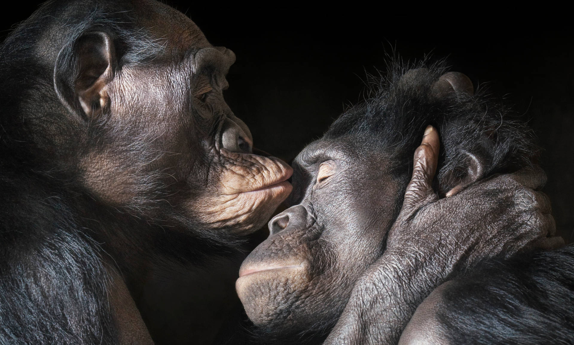 Chimpanzee Love Kiss Wallpaper