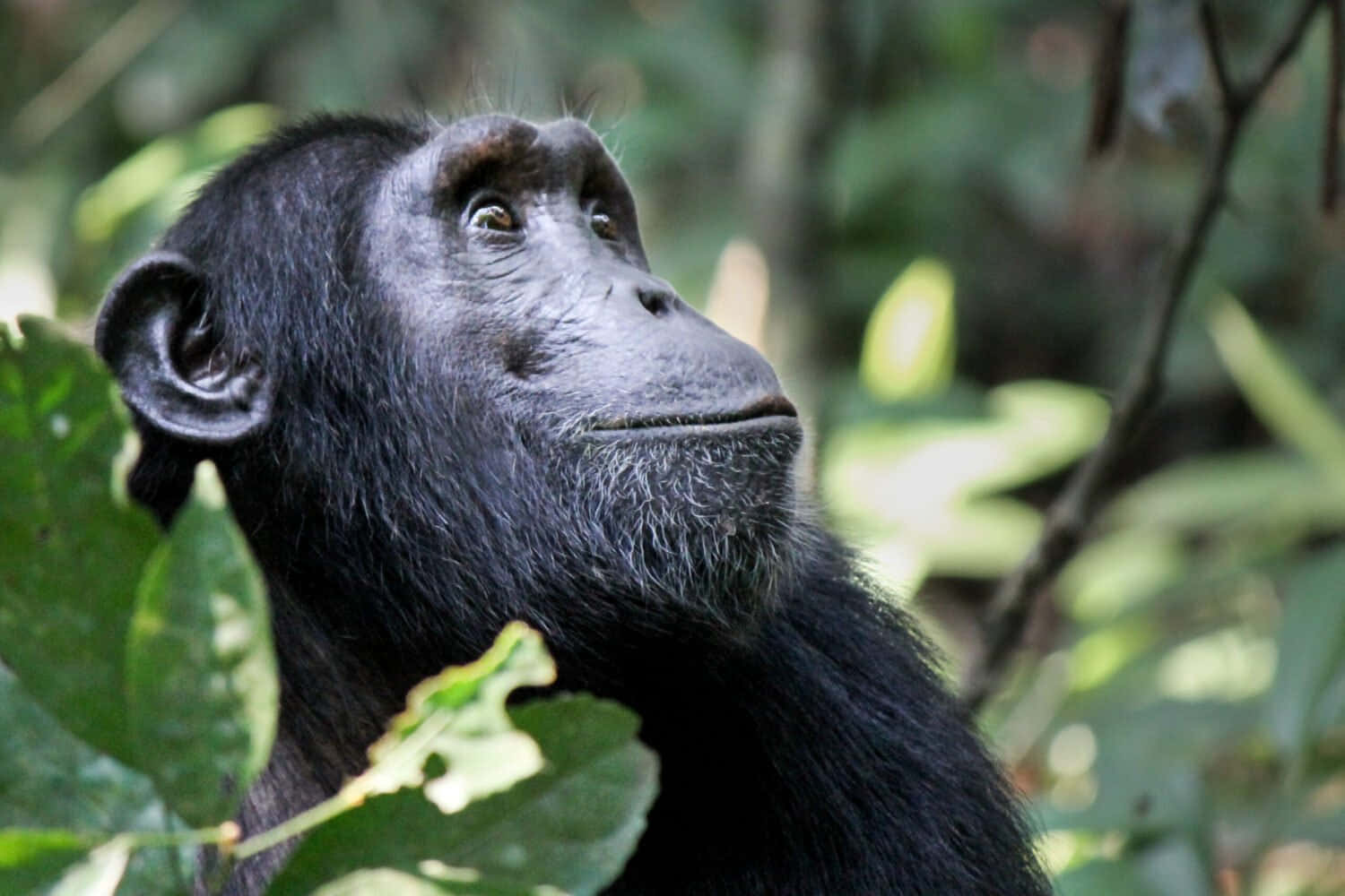 An inquisitive chimpanzee exploring the forest