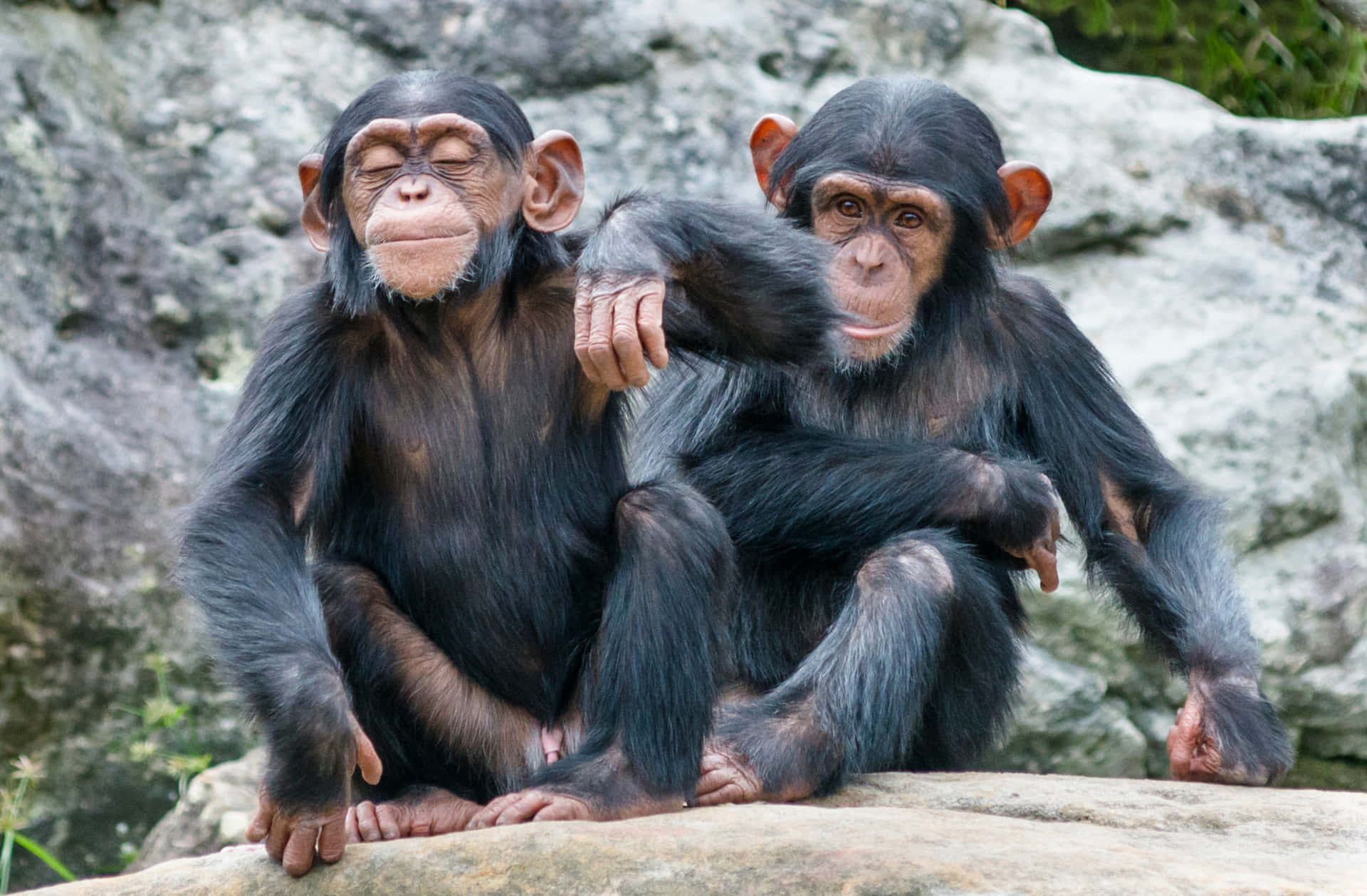 A closeup of a mischievous chimpanzee.