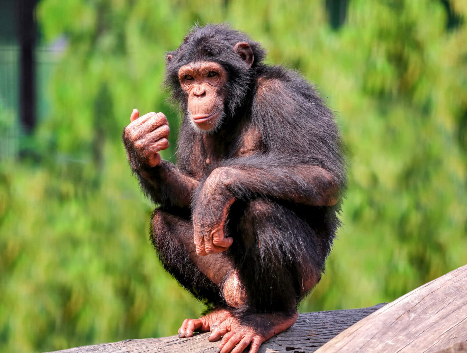 A mischievous chimpanzee at play