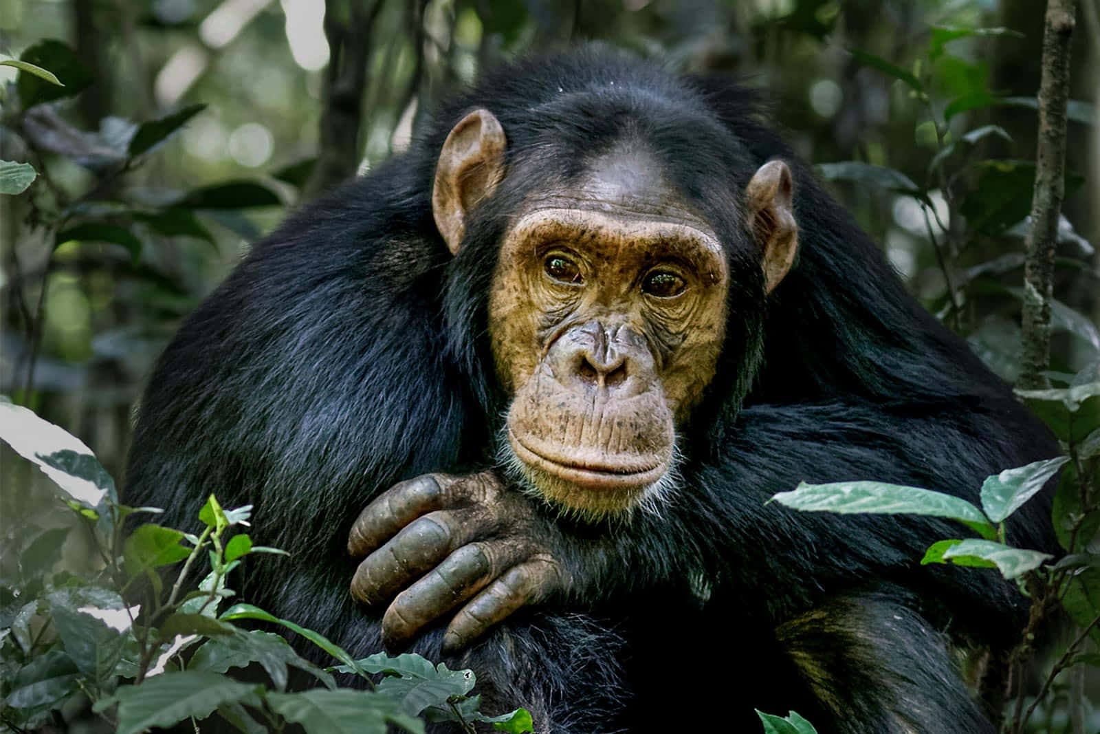 A happy chimpanzee enjoying the day