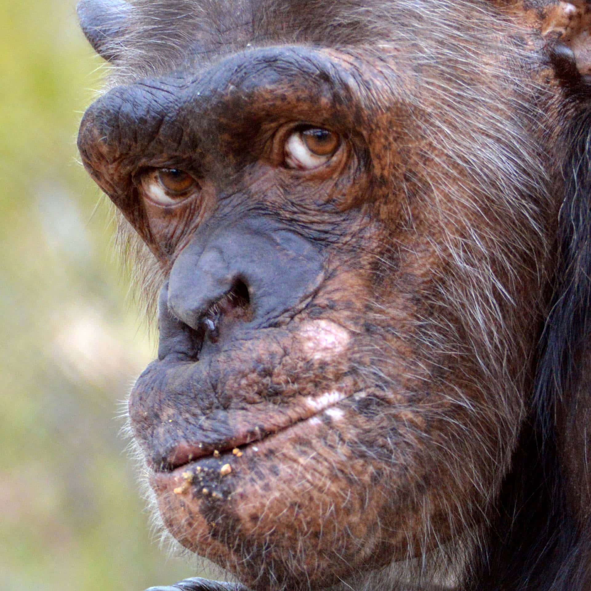 A happy Chimpanzee ape enjoying a bright sunny day in the forest.