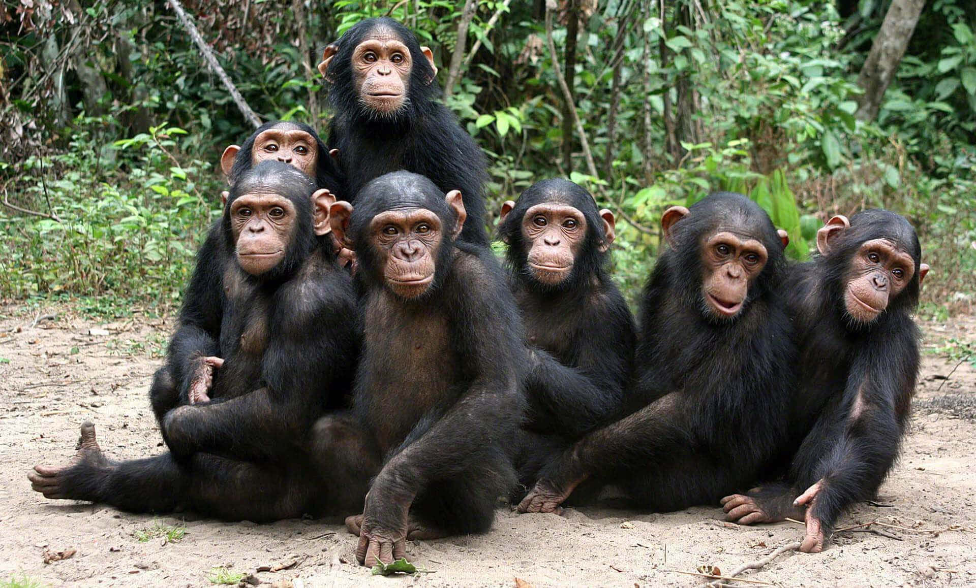 A curious Chimpanzee in its natural habitat